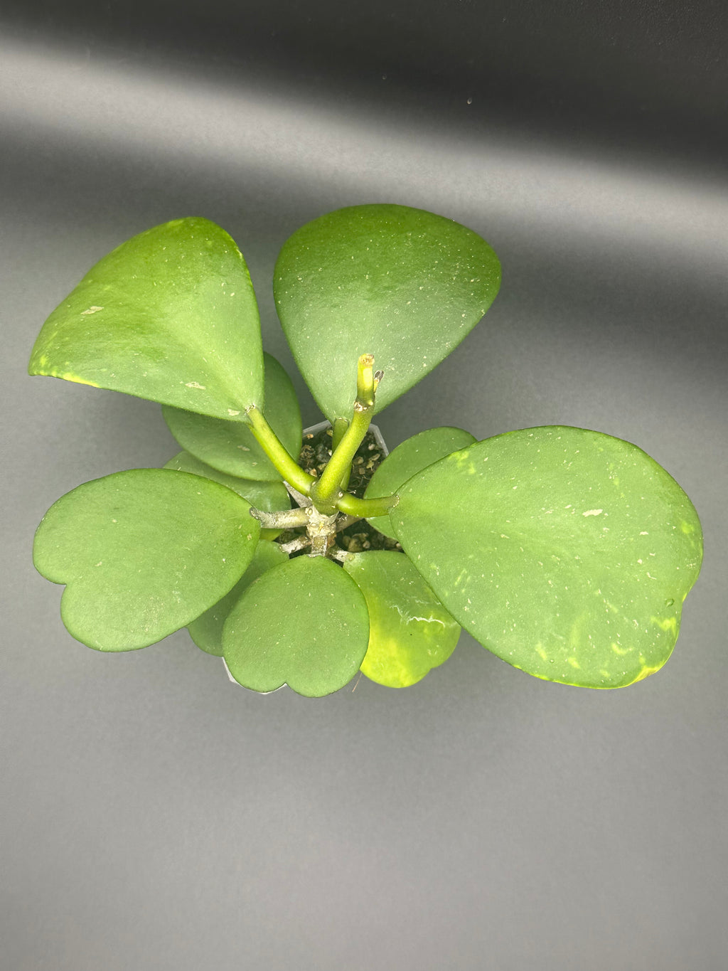Hoya kerrii (Open pollinated seedling)