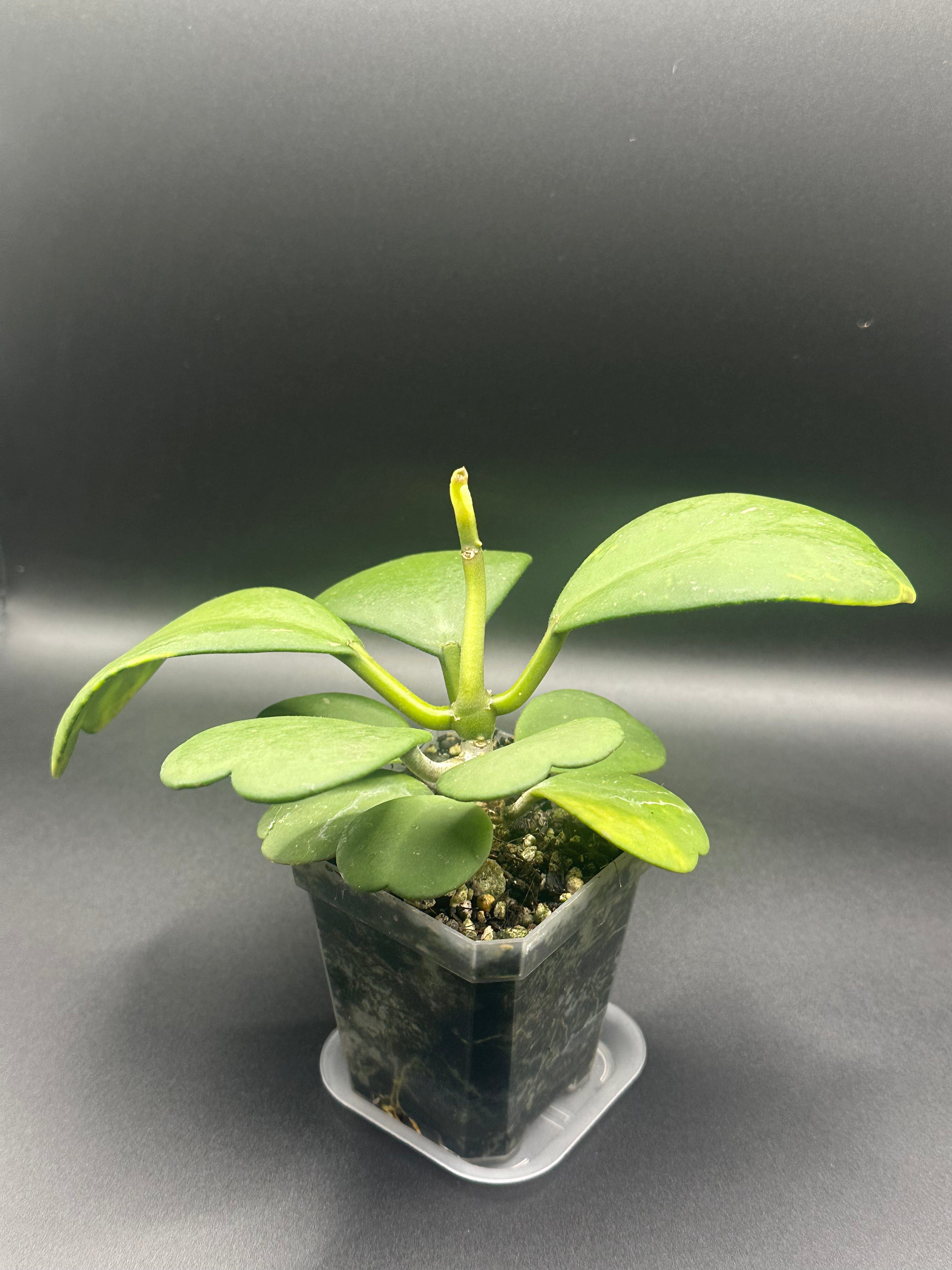 Hoya kerrii (Open pollinated seedling)