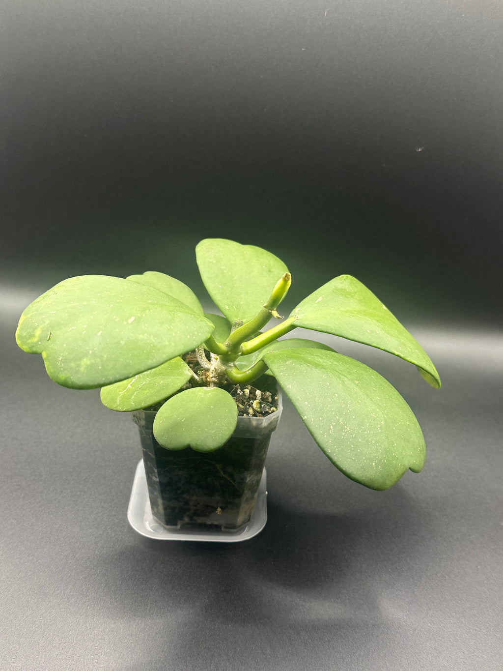 Hoya kerrii (Open pollinated seedling)