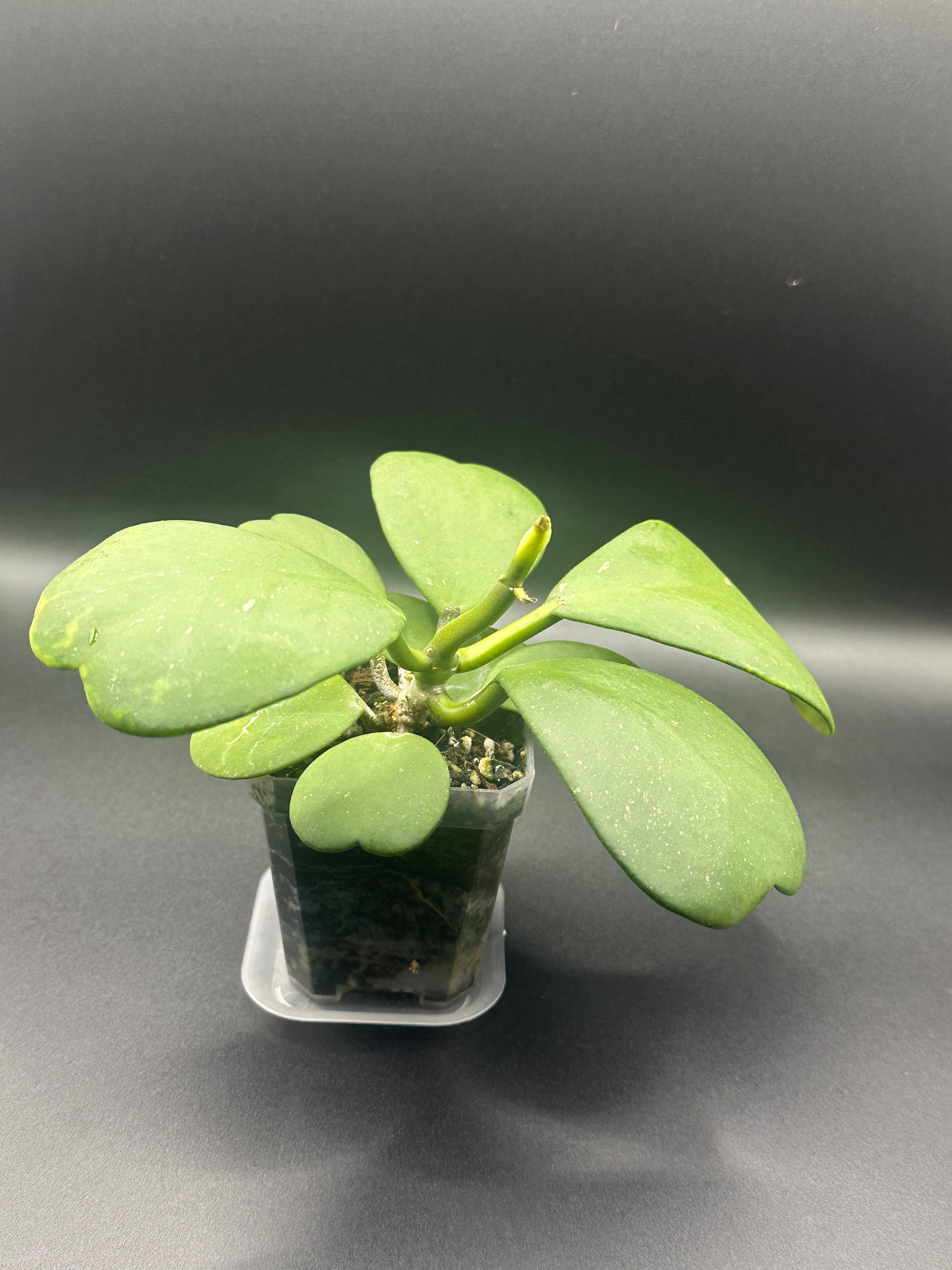 Hoya kerrii (Open pollinated seedling)