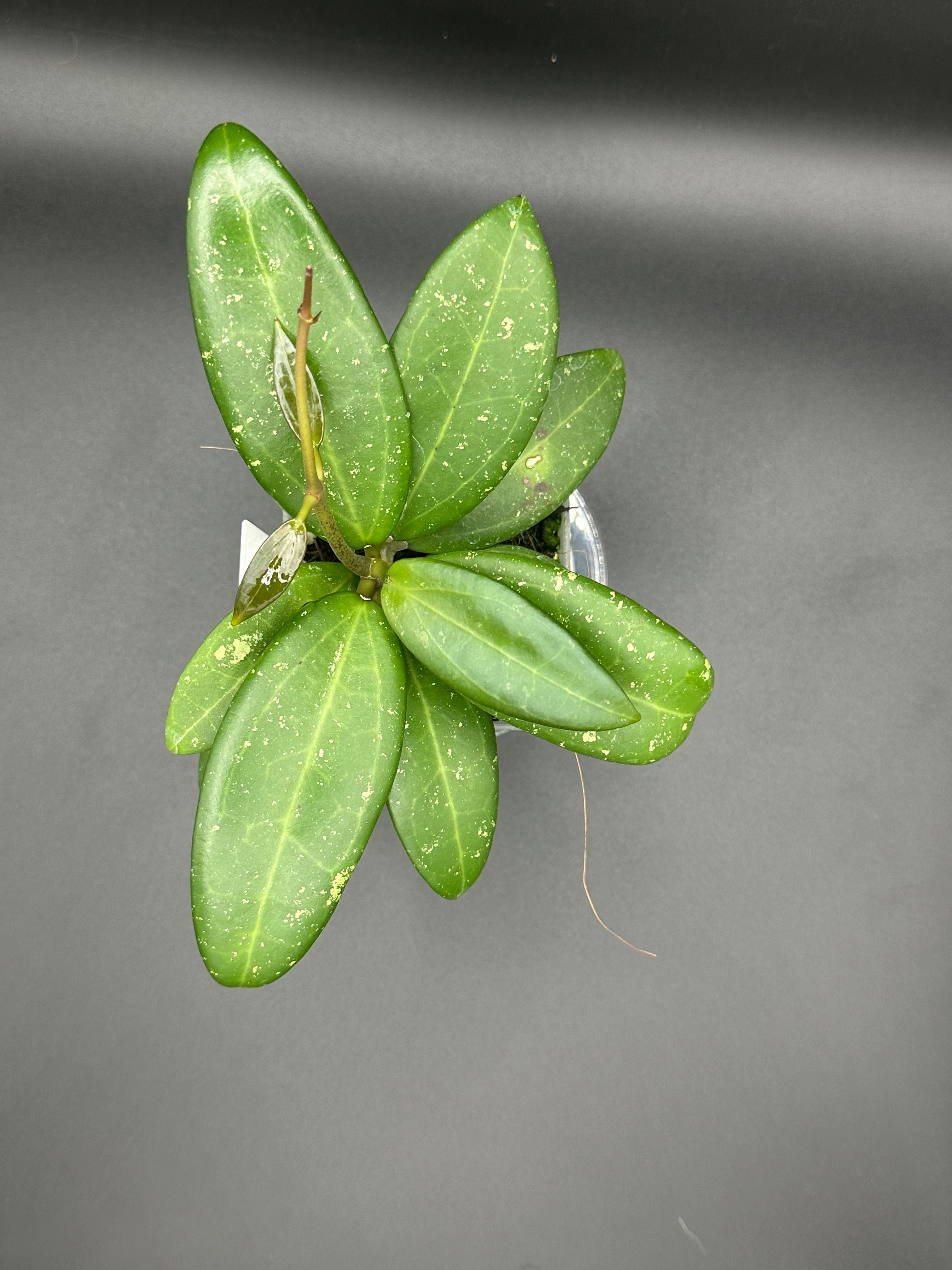 Hoya RHM2529 - 02 (Hoya 026 x unk)