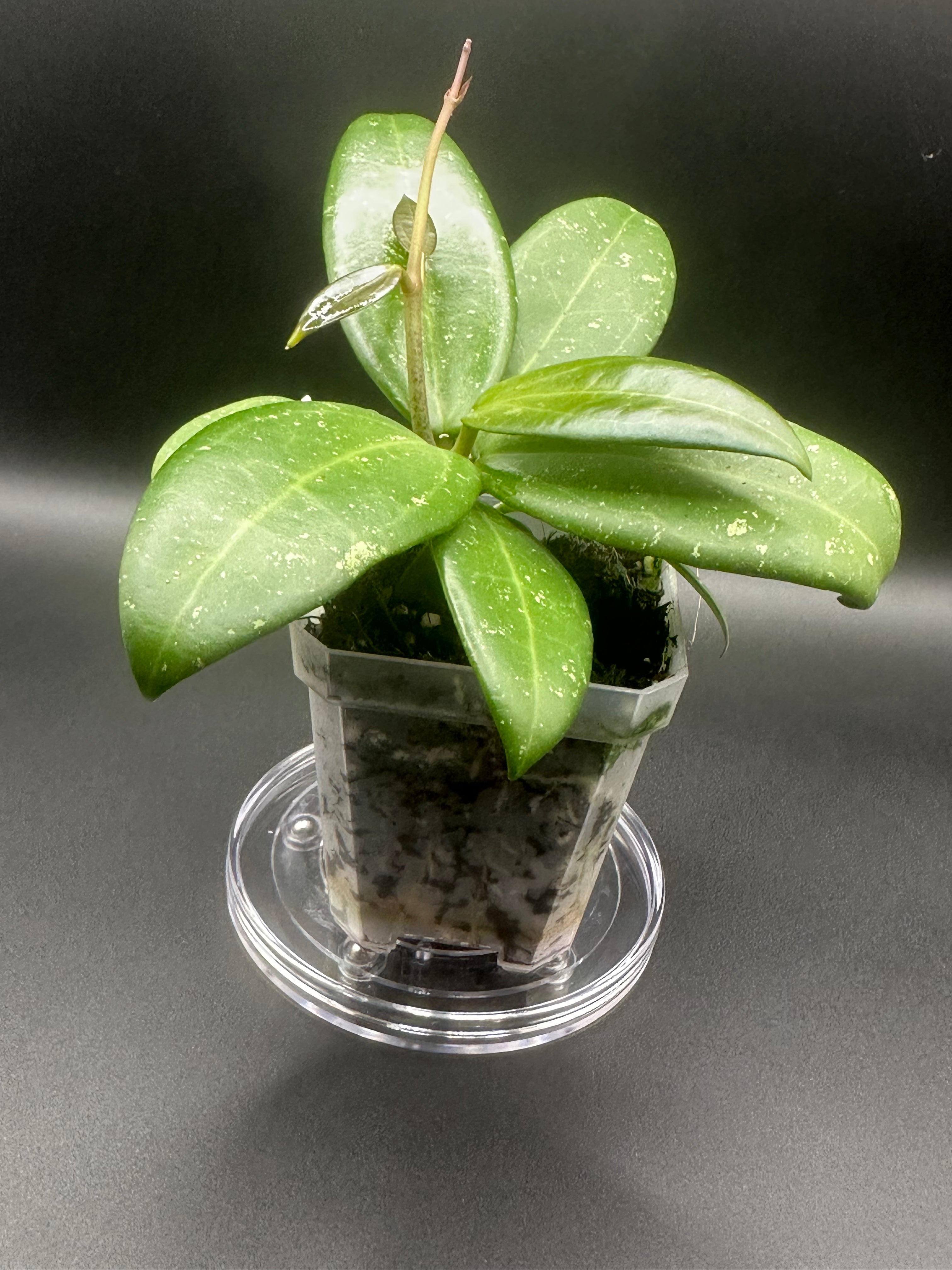 Hoya RHM2529 - 02 (Hoya 026 x unk)
