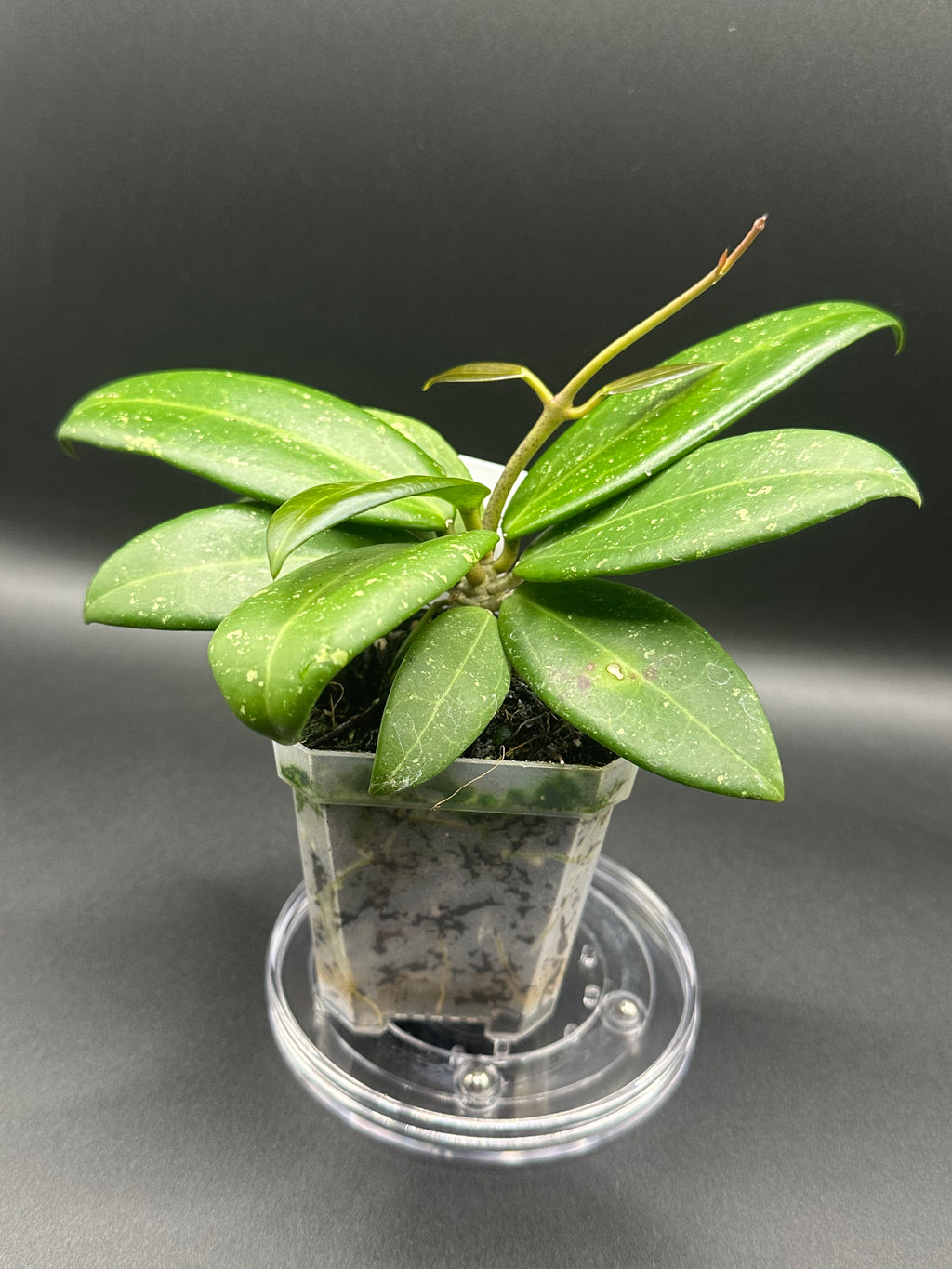 Hoya RHM2529 - 02 (Hoya 026 x unk)