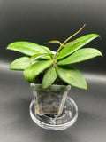 Hoya RHM2529 - 02 (Hoya 026 x unk)
