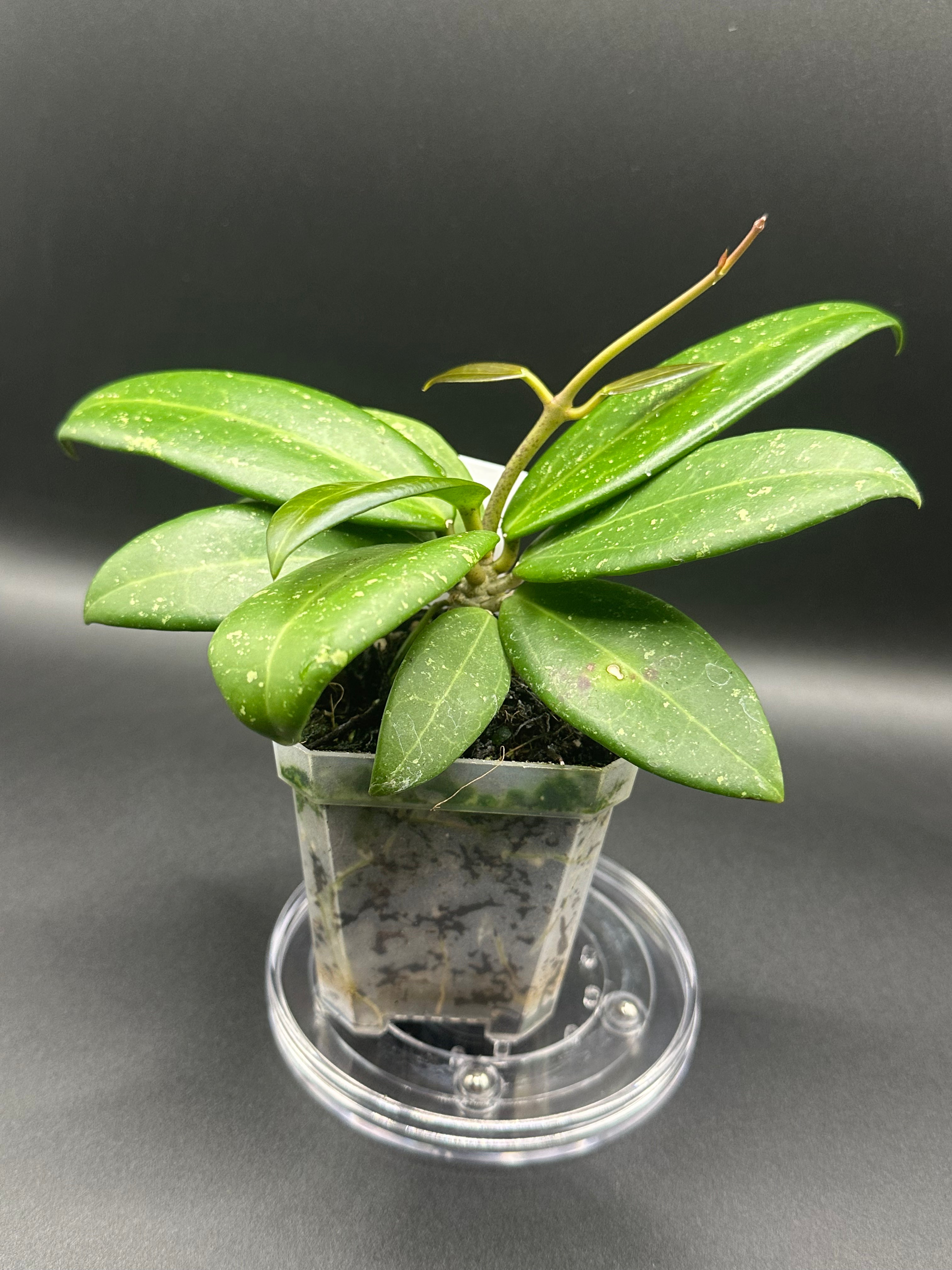 Hoya RHM2529 - 02 (Hoya 026 x unk)