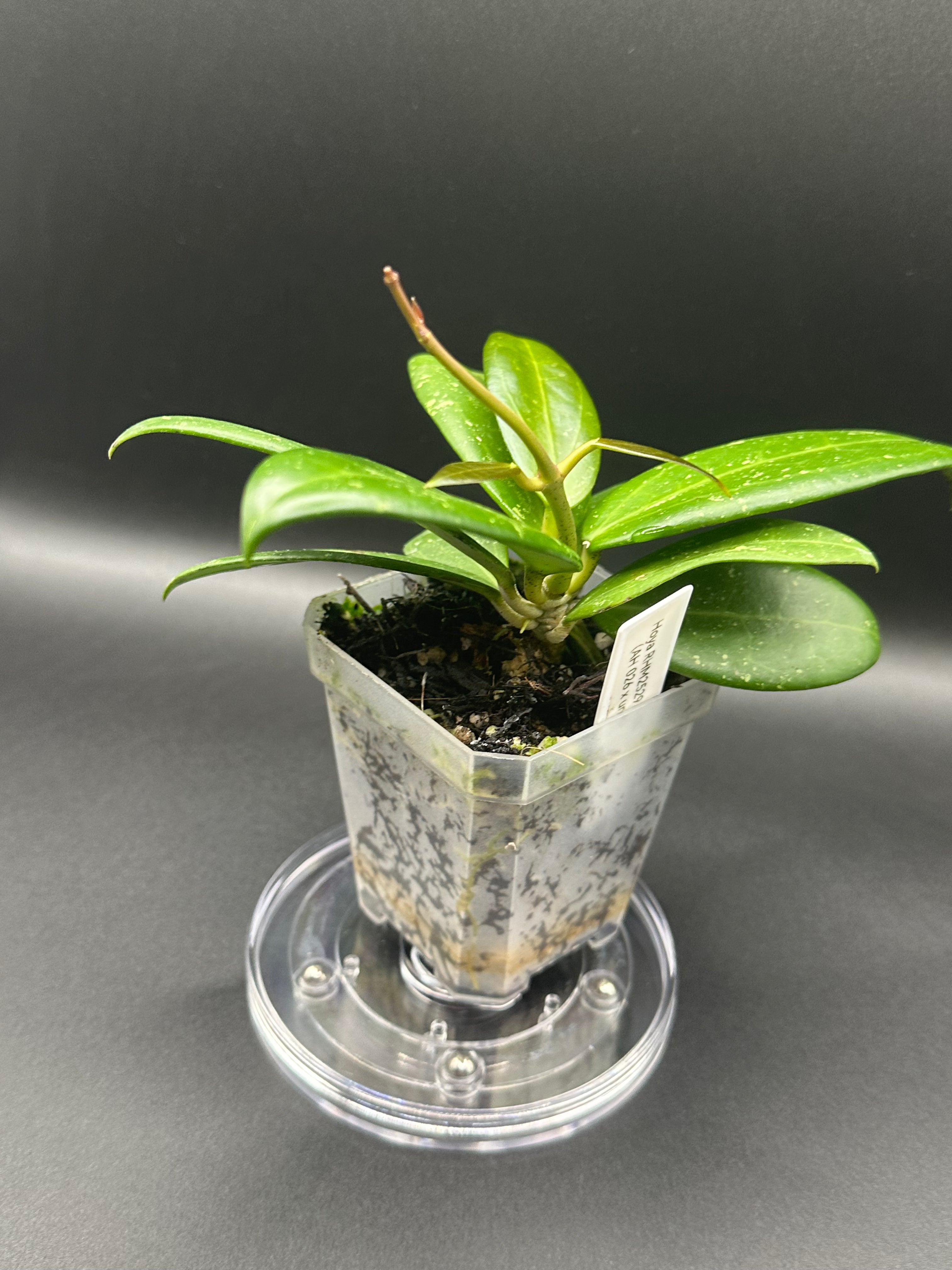Hoya RHM2529 - 02 (Hoya 026 x unk)