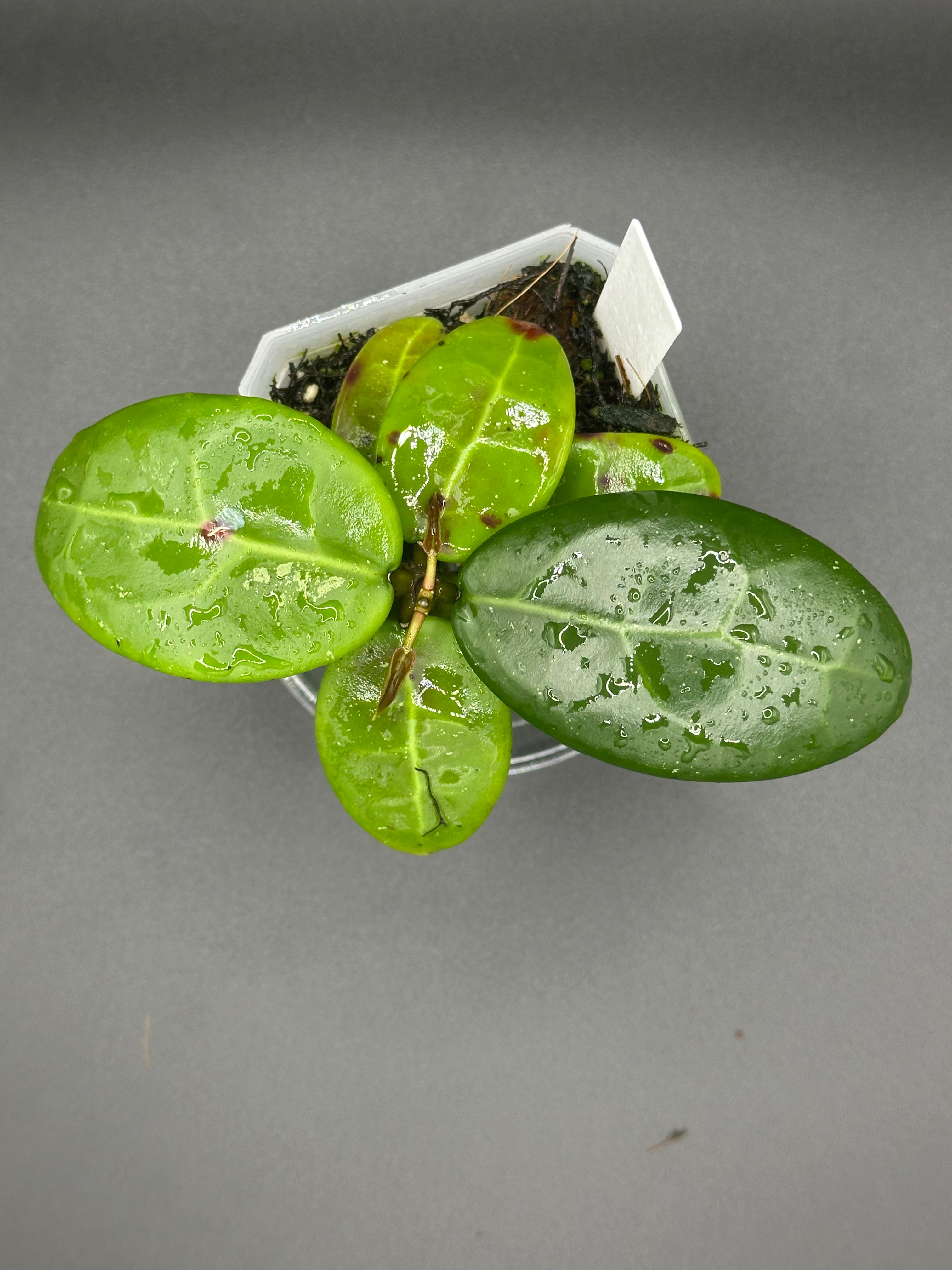Hoya RHM2520 - 05 (Hoya ‘Sweet Scent’ x RHM014-01 x unk)