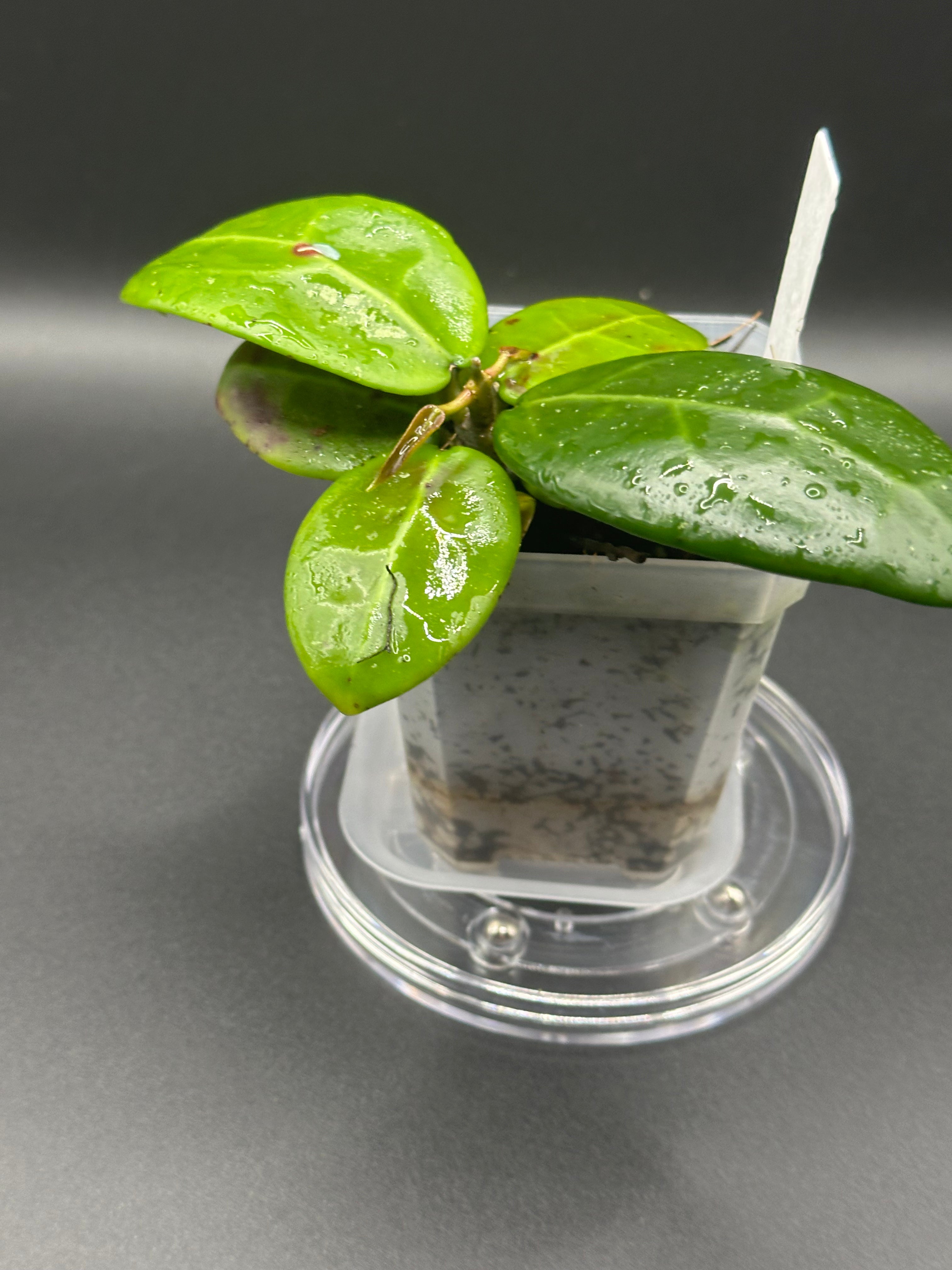 Hoya RHM2520 - 05 (Hoya ‘Sweet Scent’ x RHM014-01 x unk)