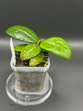 Hoya RHM2520 - 05 (Hoya ‘Sweet Scent’ x RHM014-01 x unk)