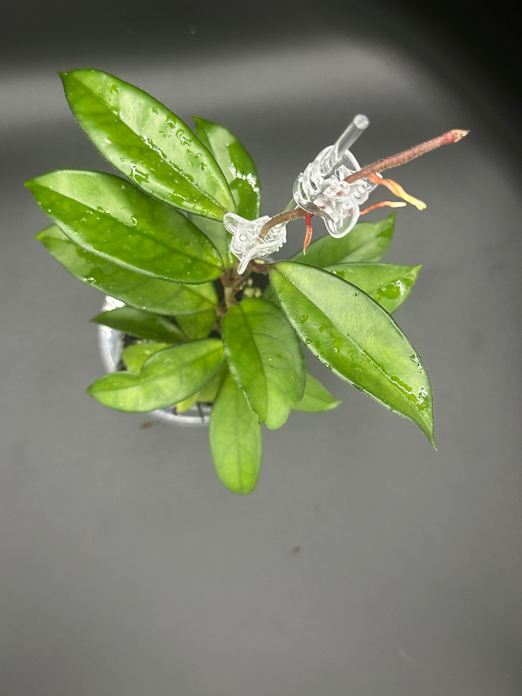 Hoya RHM2598 - 05 (Hoya ‘Leland Joseph’ x unk)