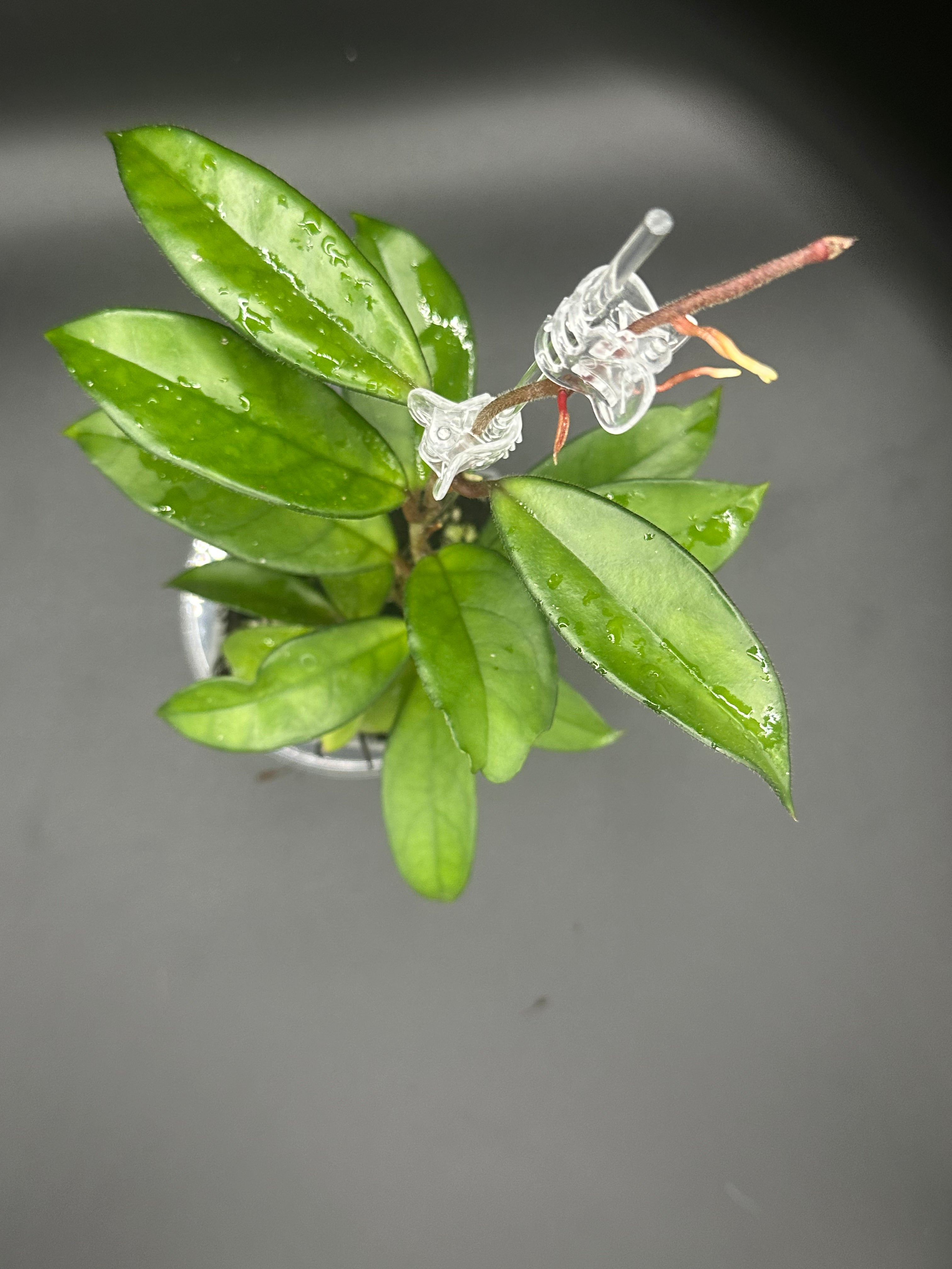 Hoya RHM2598 - 05 (Hoya ‘Leland Joseph’ x unk)