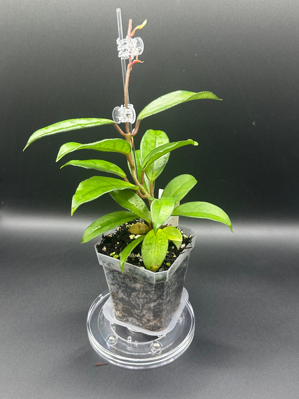 Hoya RHM2598 - 05 (Hoya ‘Leland Joseph’ x unk)