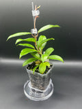 Hoya RHM2598 - 05 (Hoya ‘Leland Joseph’ x unk)