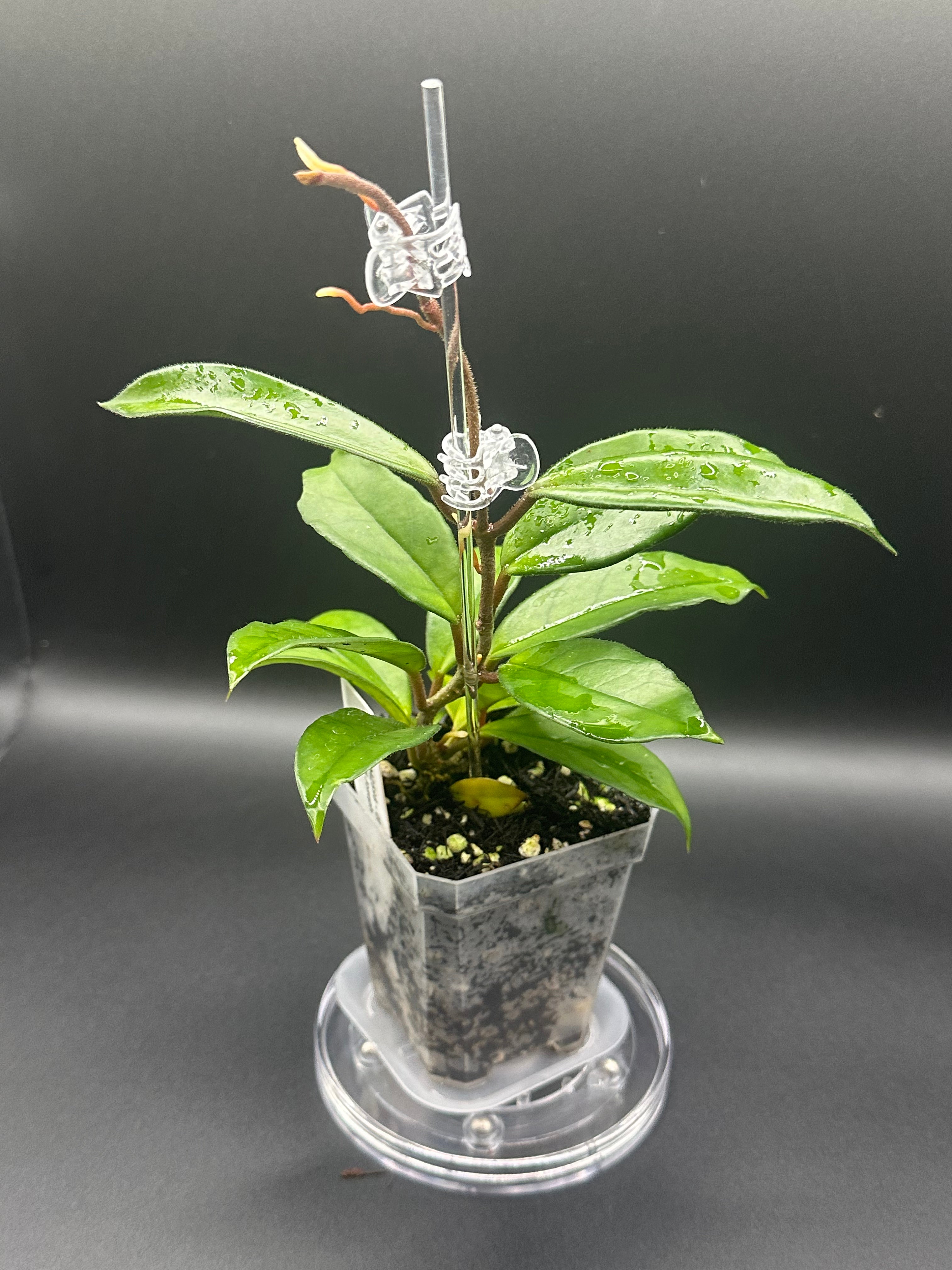 Hoya RHM2598 - 05 (Hoya ‘Leland Joseph’ x unk)