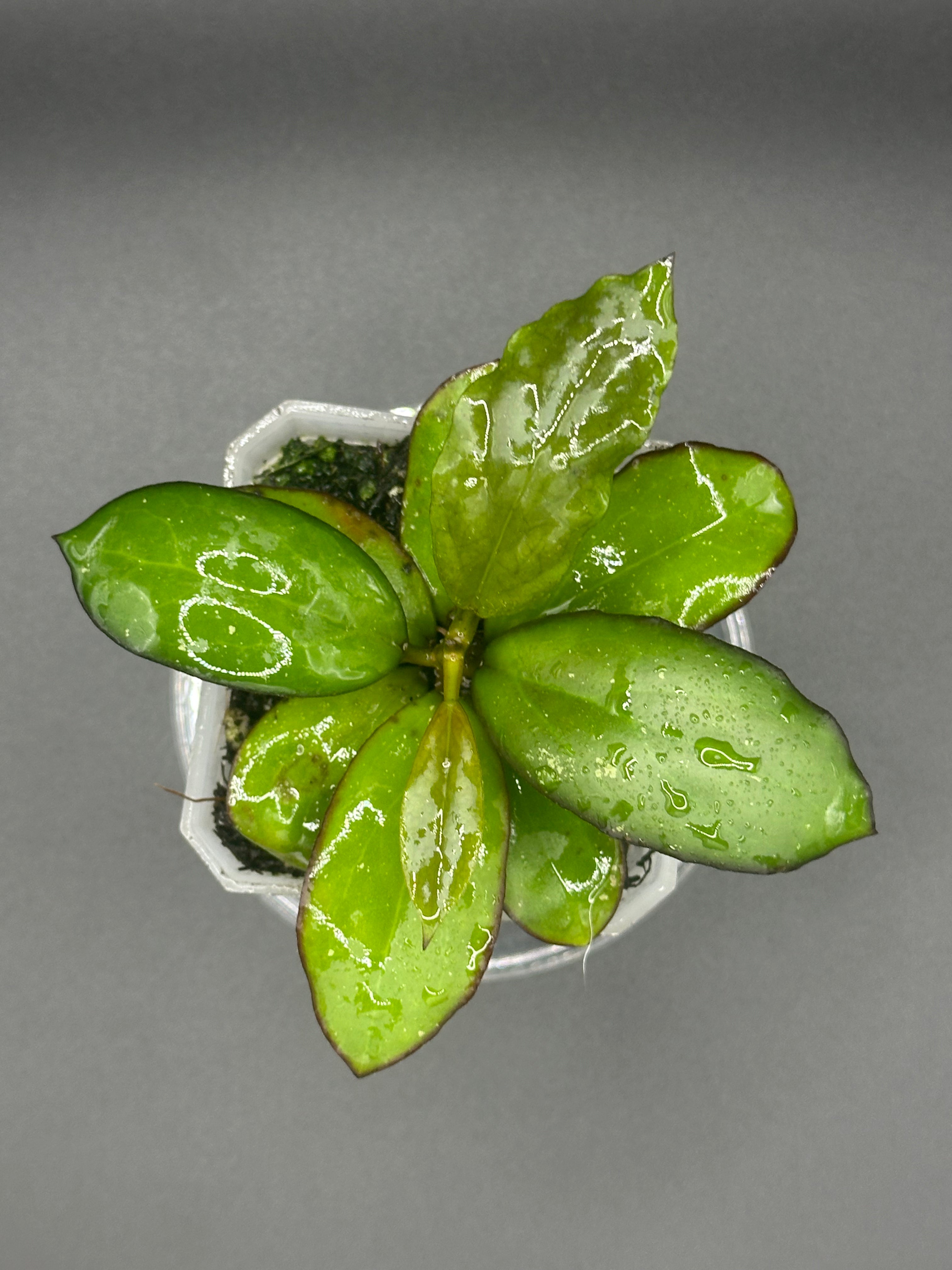 Hoya Noelle x unknown