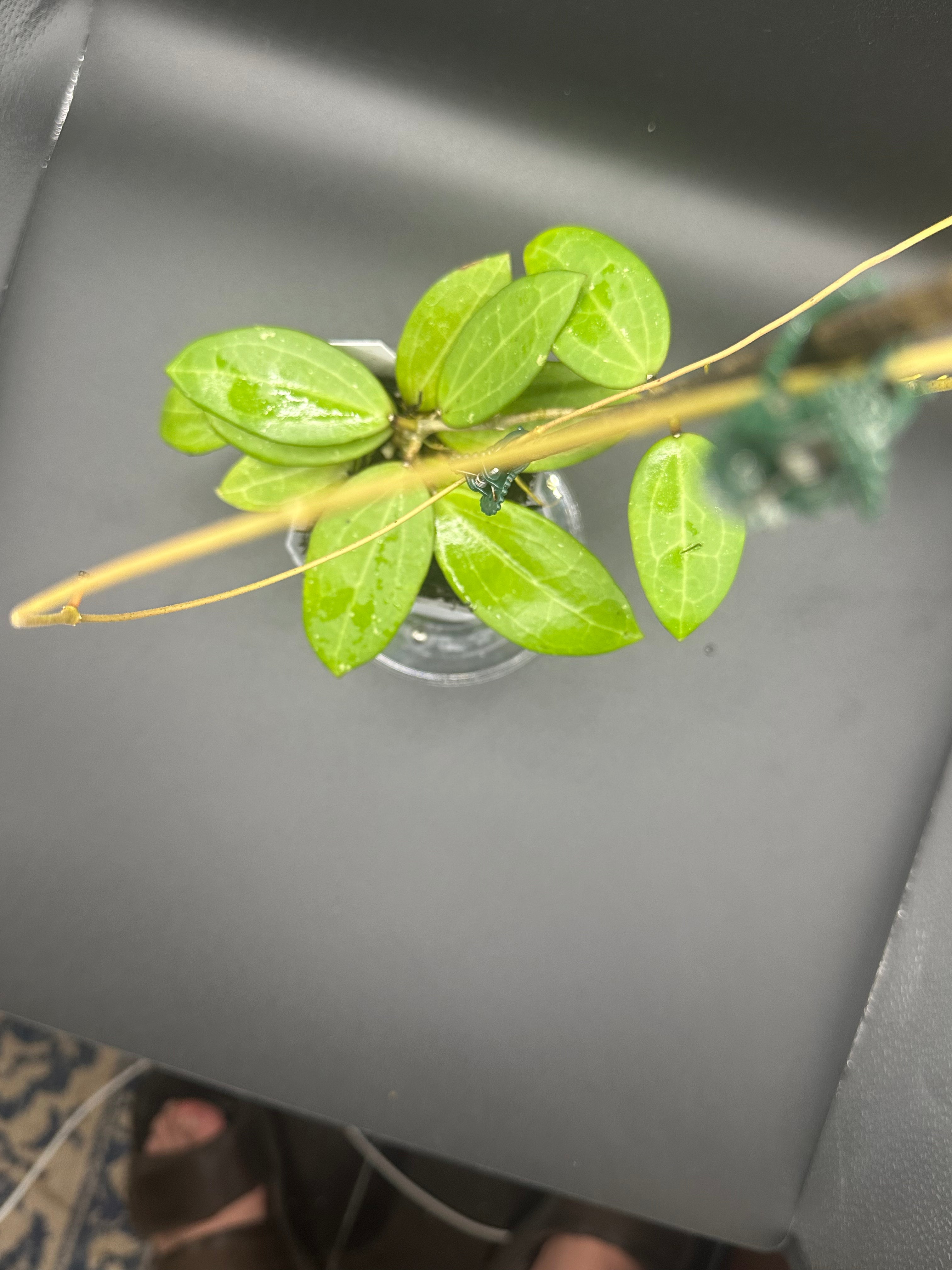 Hoya RHM2529 - 06 (Hoya AH 026 x unk) with peduncles