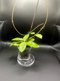 Hoya RHM2529 - 06 (Hoya AH 026 x unk) with peduncles