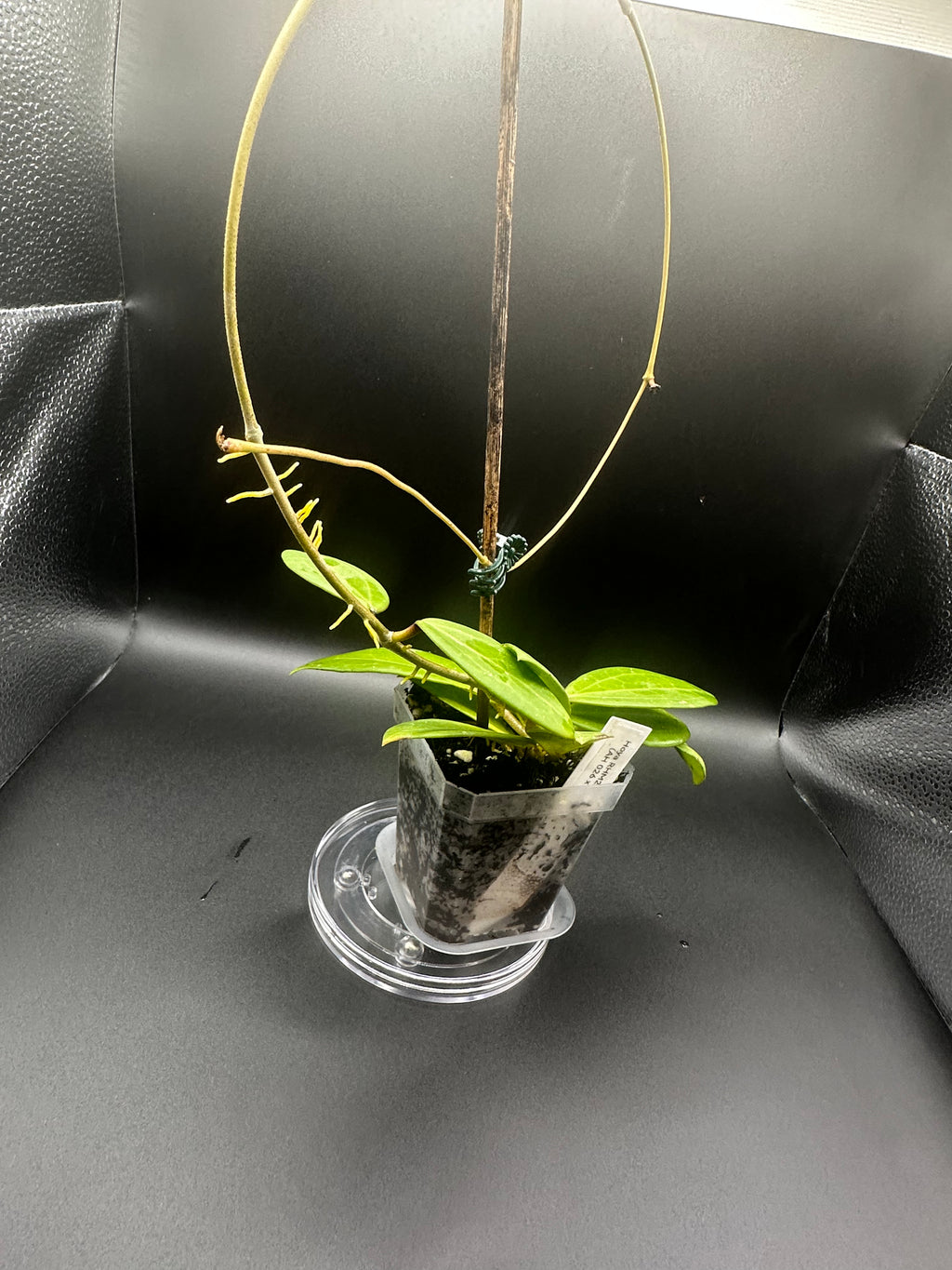 Hoya RHM2529 - 06 (Hoya AH 026 x unk) with peduncles
