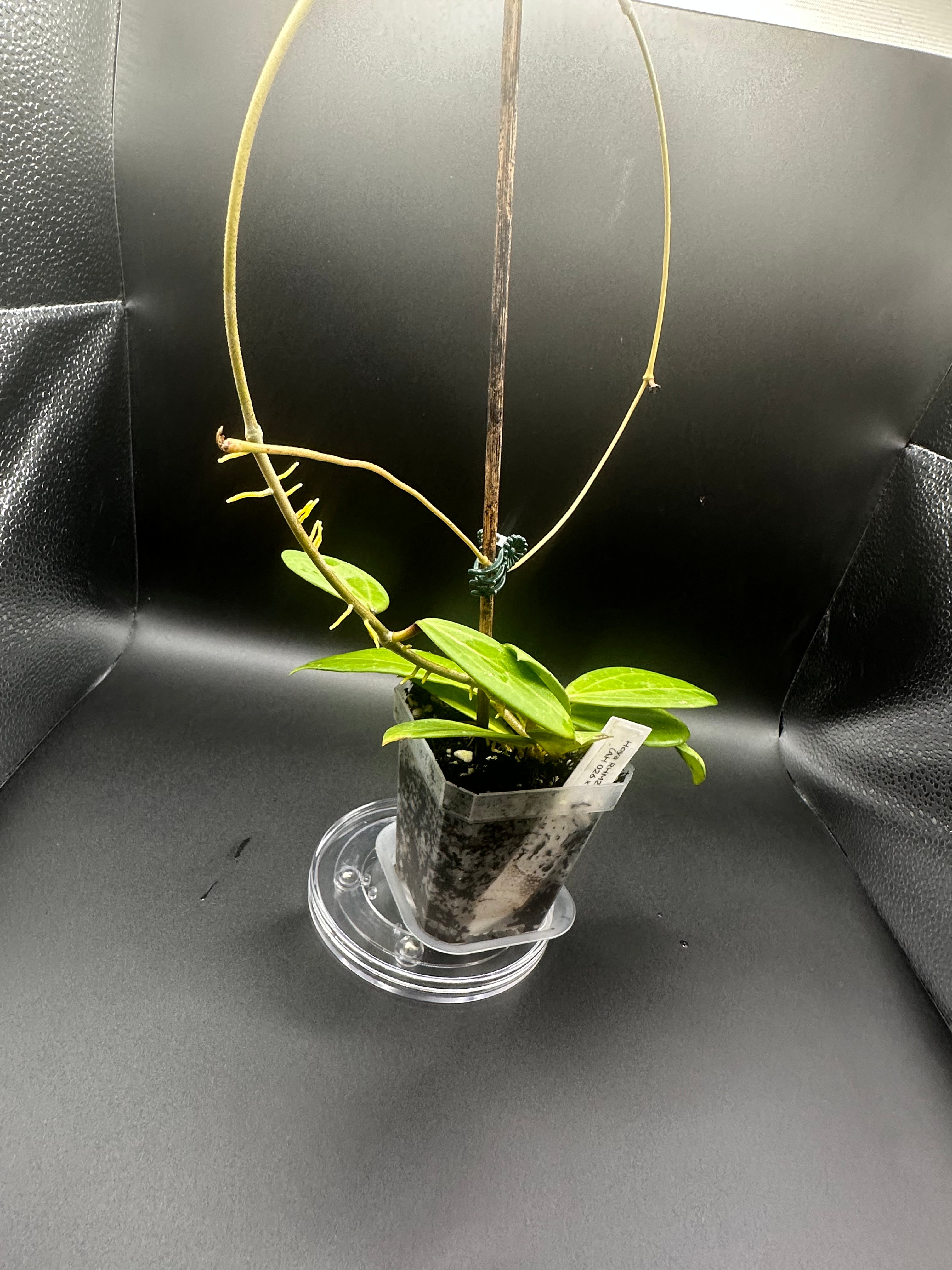 Hoya RHM2529 - 06 (Hoya AH 026 x unk) with peduncles