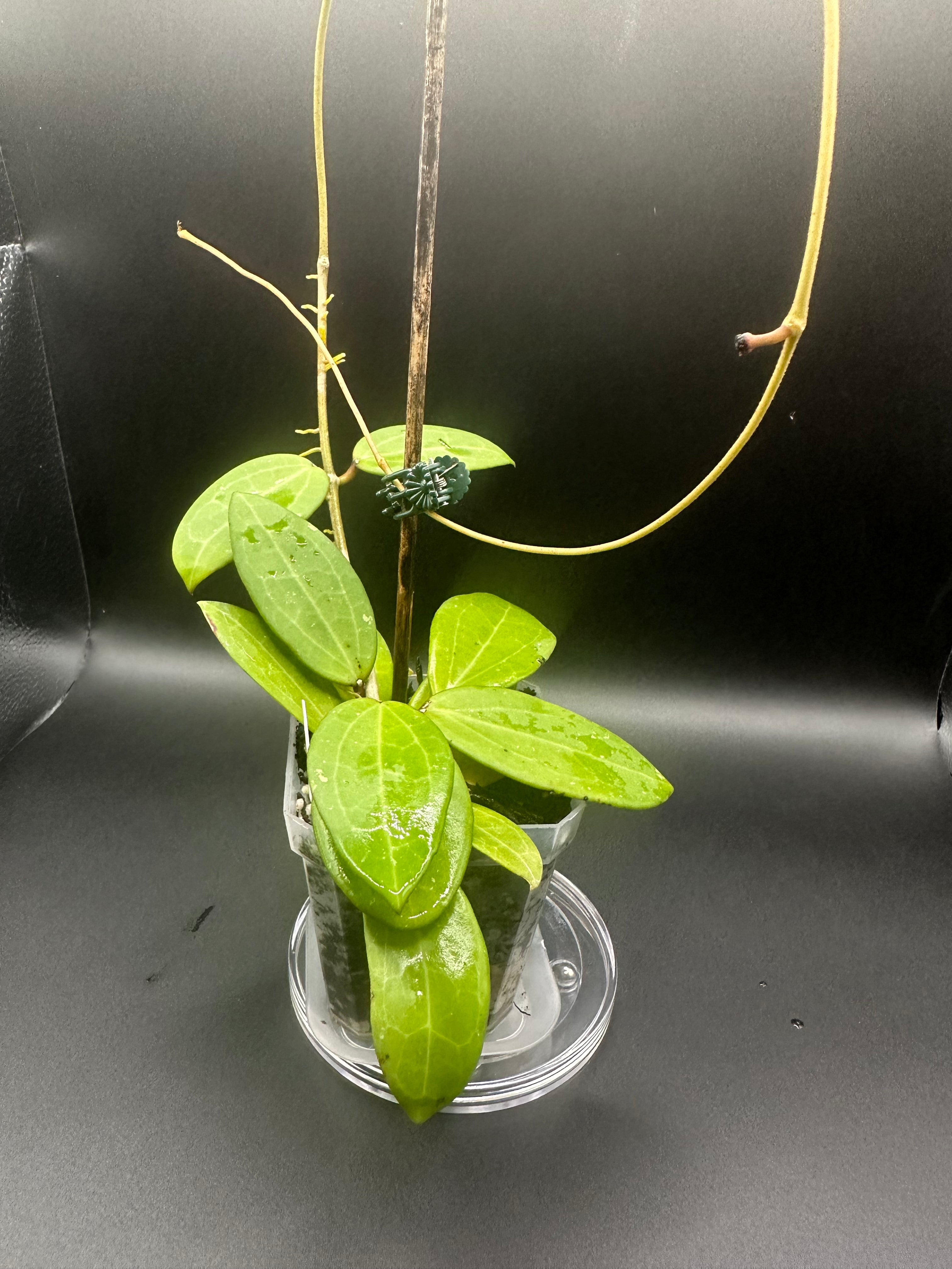 Hoya RHM2529 - 06 (Hoya AH 026 x unk) with peduncles