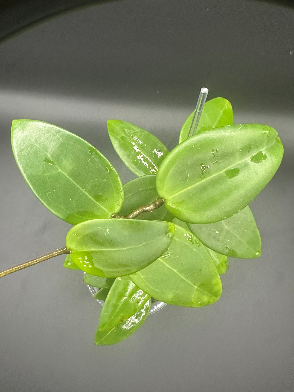 Hoya RHM2517 - 05 (Hoya verticillata LP4 x unk)