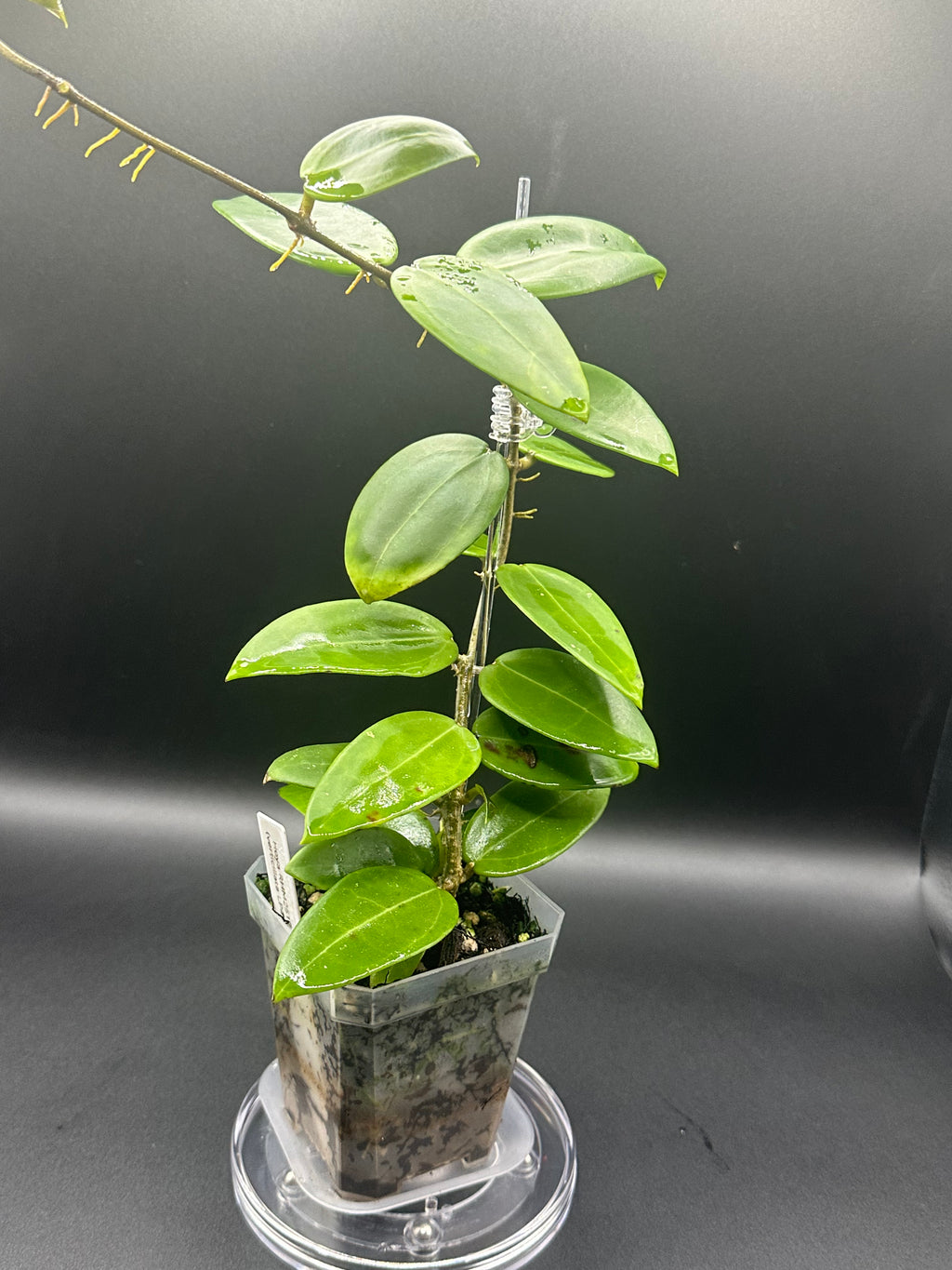 Hoya RHM2517 - 05 (Hoya verticillata LP4 x unk)