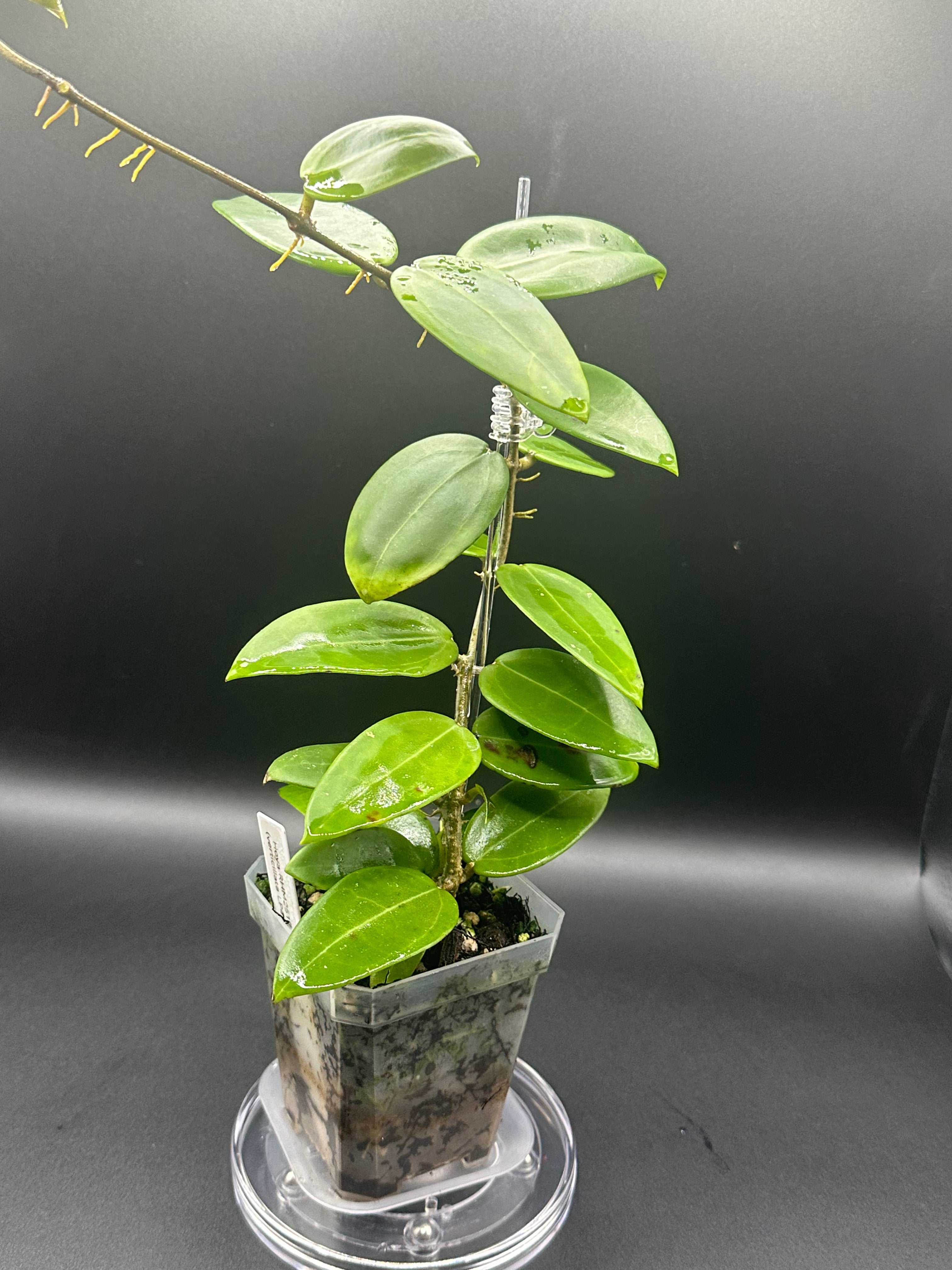 Hoya RHM2517 - 05 (Hoya verticillata LP4 x unk)