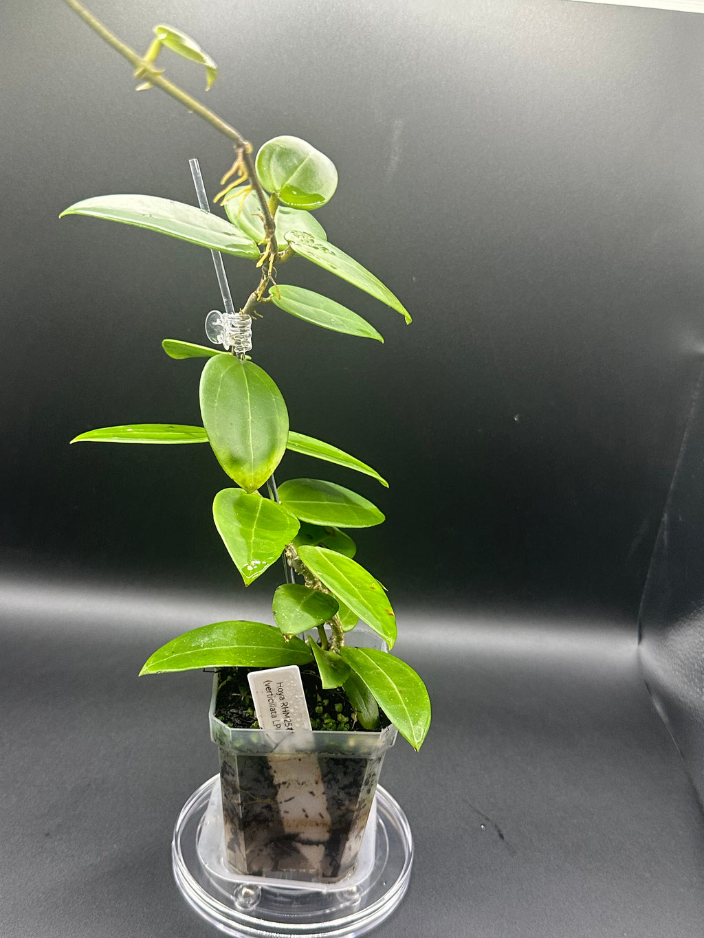Hoya RHM2517 - 05 (Hoya verticillata LP4 x unk)