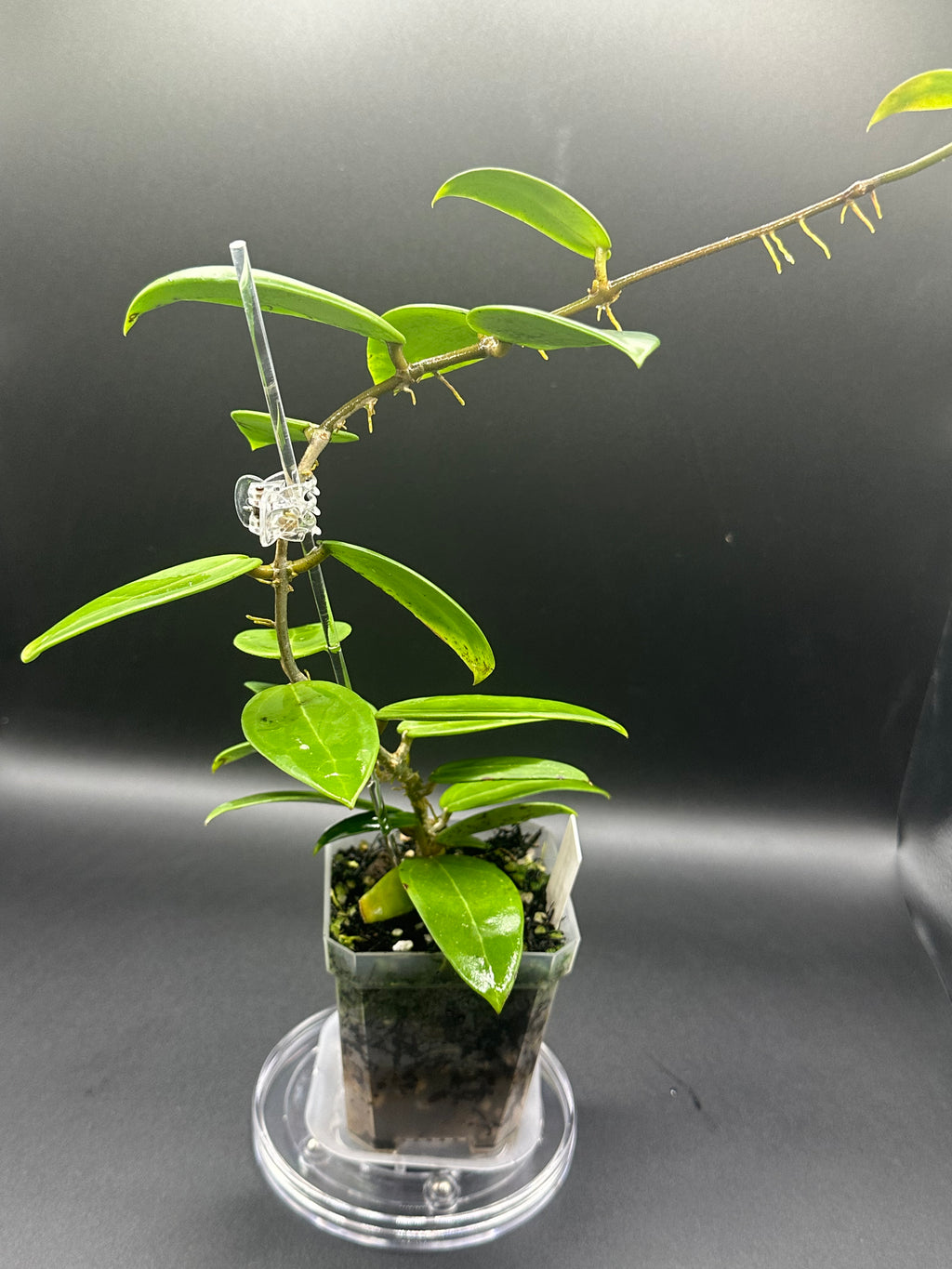 Hoya RHM2517 - 05 (Hoya verticillata LP4 x unk)