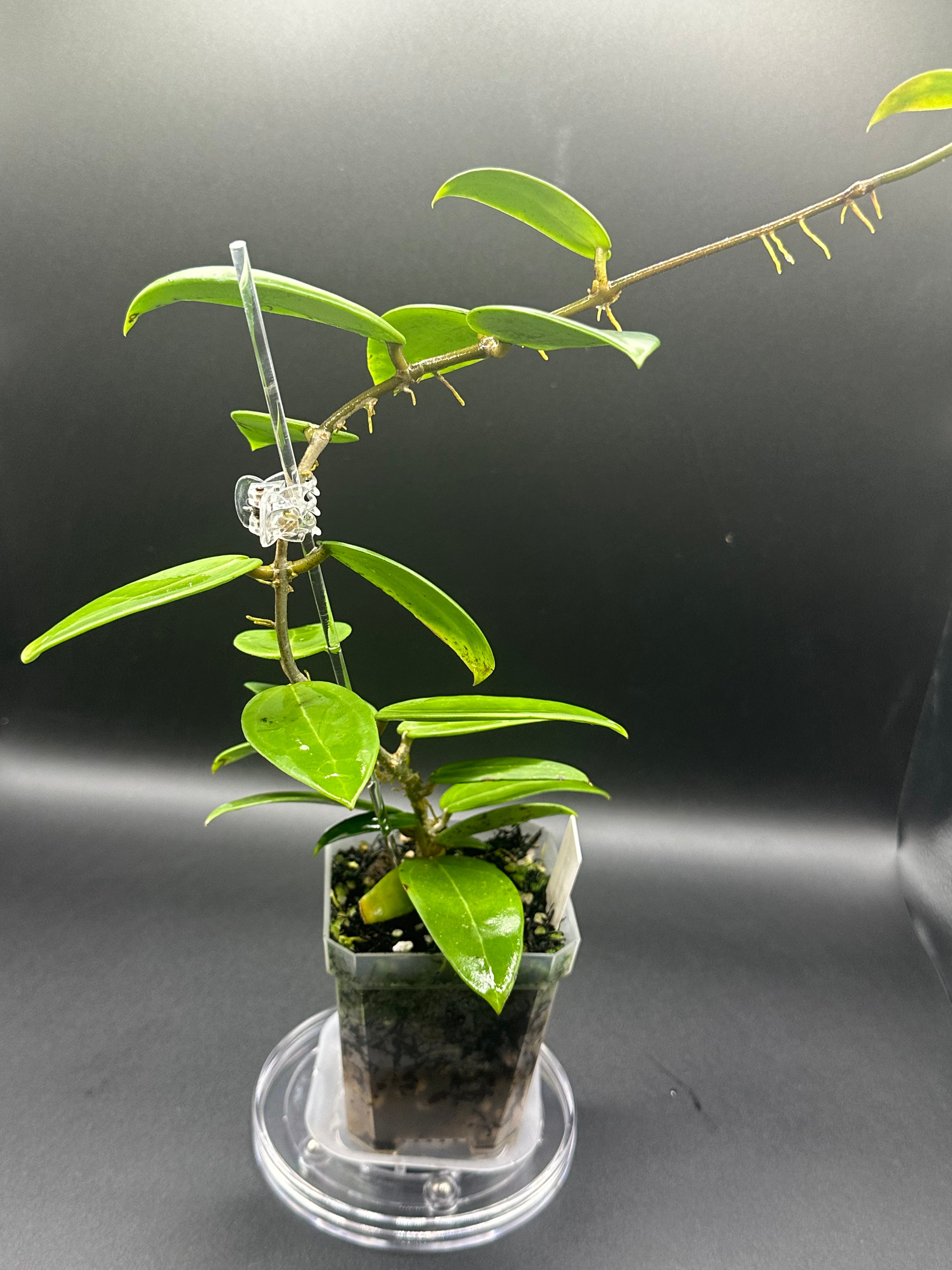Hoya RHM2517 - 05 (Hoya verticillata LP4 x unk)