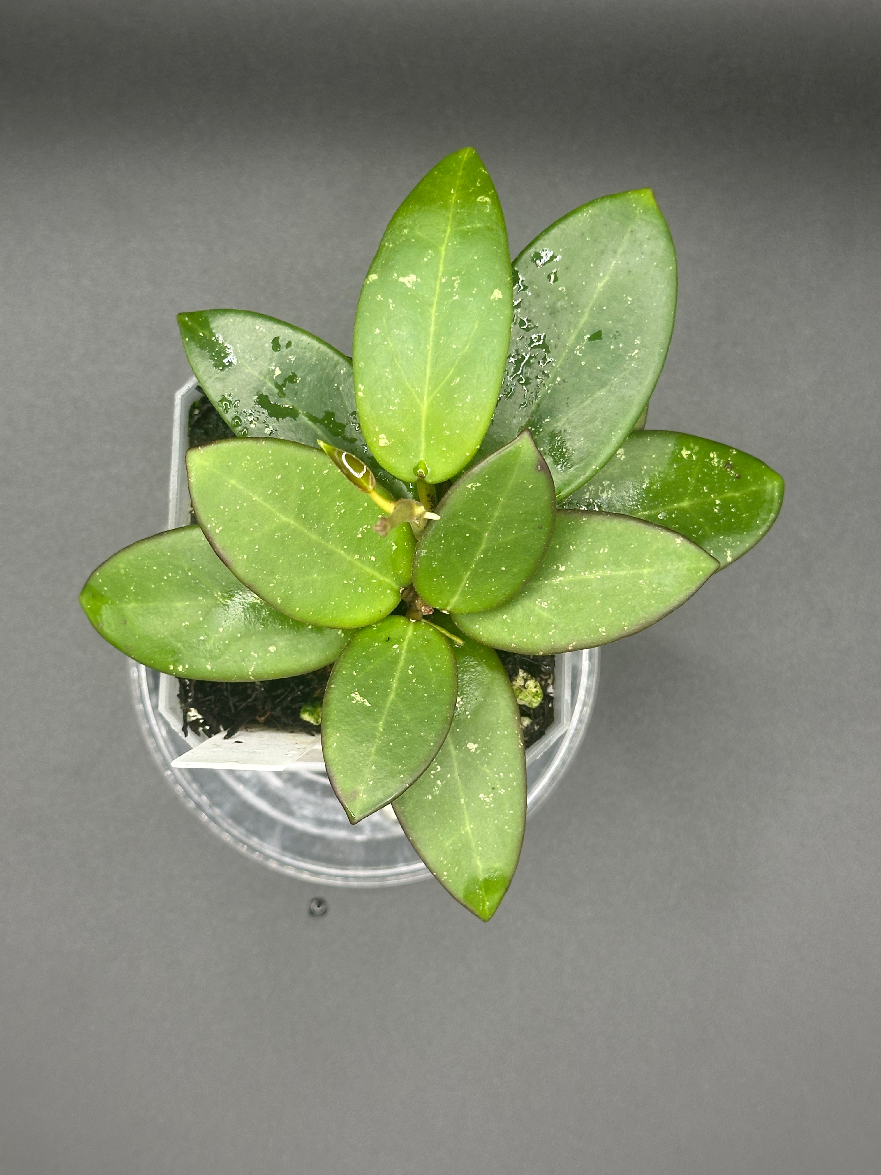 Hoya RHM2545 - 04 (Hoya ‘Stevo’ x unk)