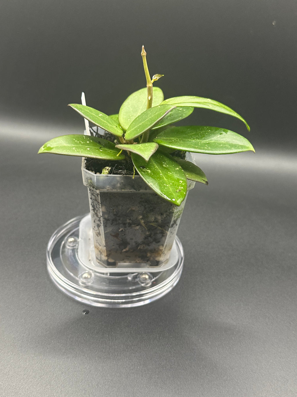 Hoya RHM2545 - 04 (Hoya ‘Stevo’ x unk)