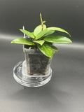 Hoya RHM2545 - 04 (Hoya ‘Stevo’ x unk)