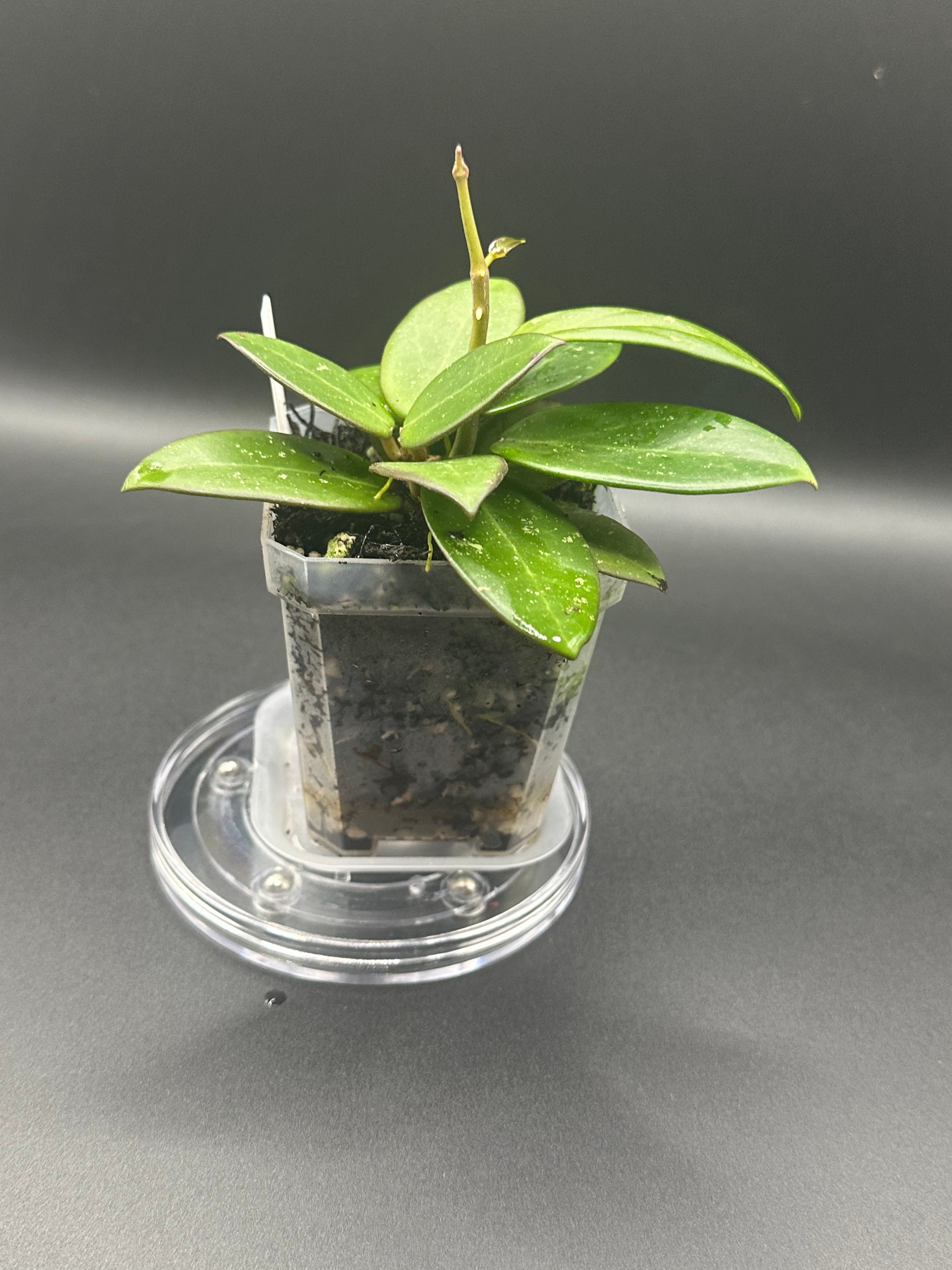Hoya RHM2545 - 04 (Hoya ‘Stevo’ x unk)