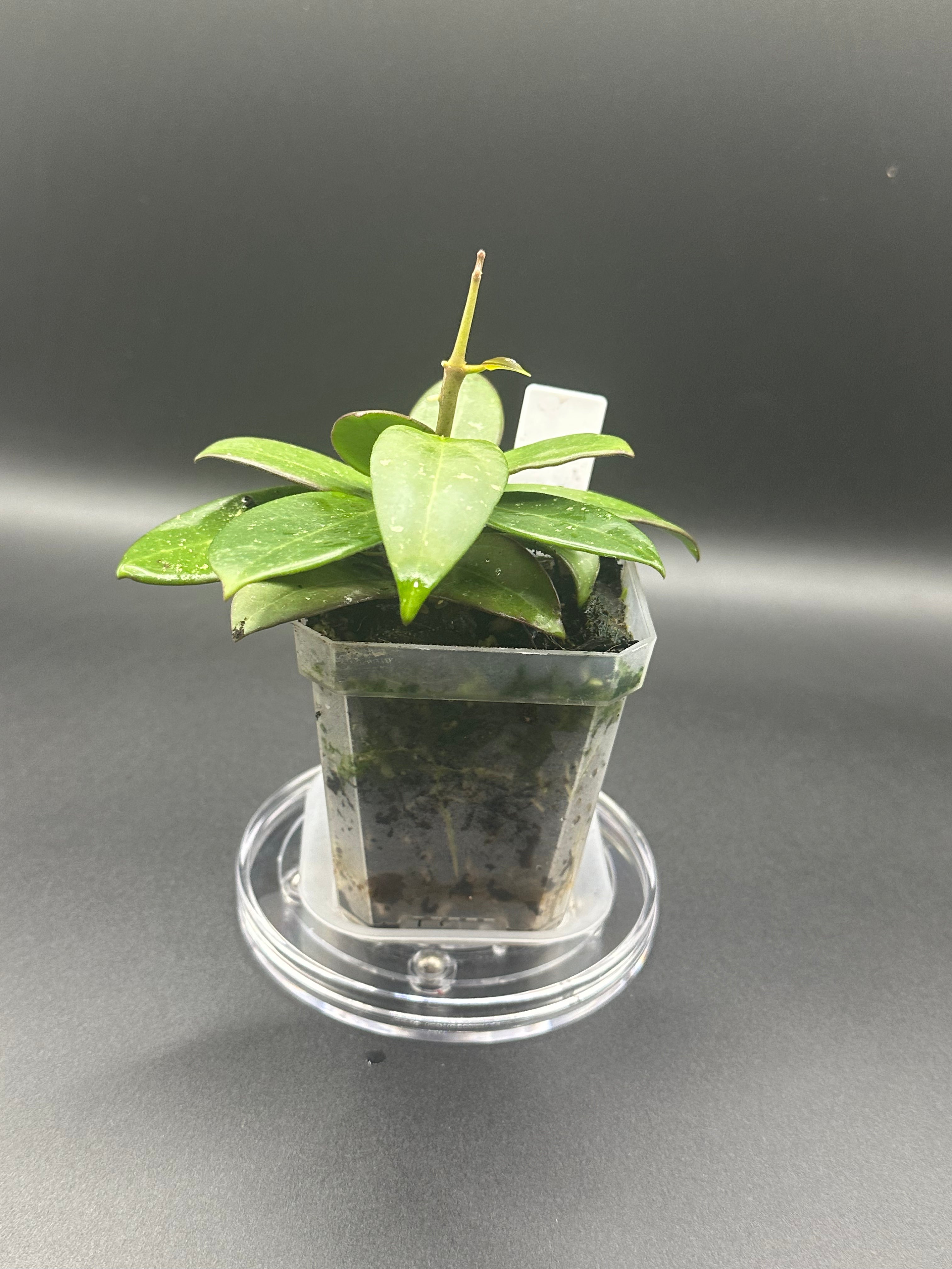 Hoya RHM2545 - 04 (Hoya ‘Stevo’ x unk)