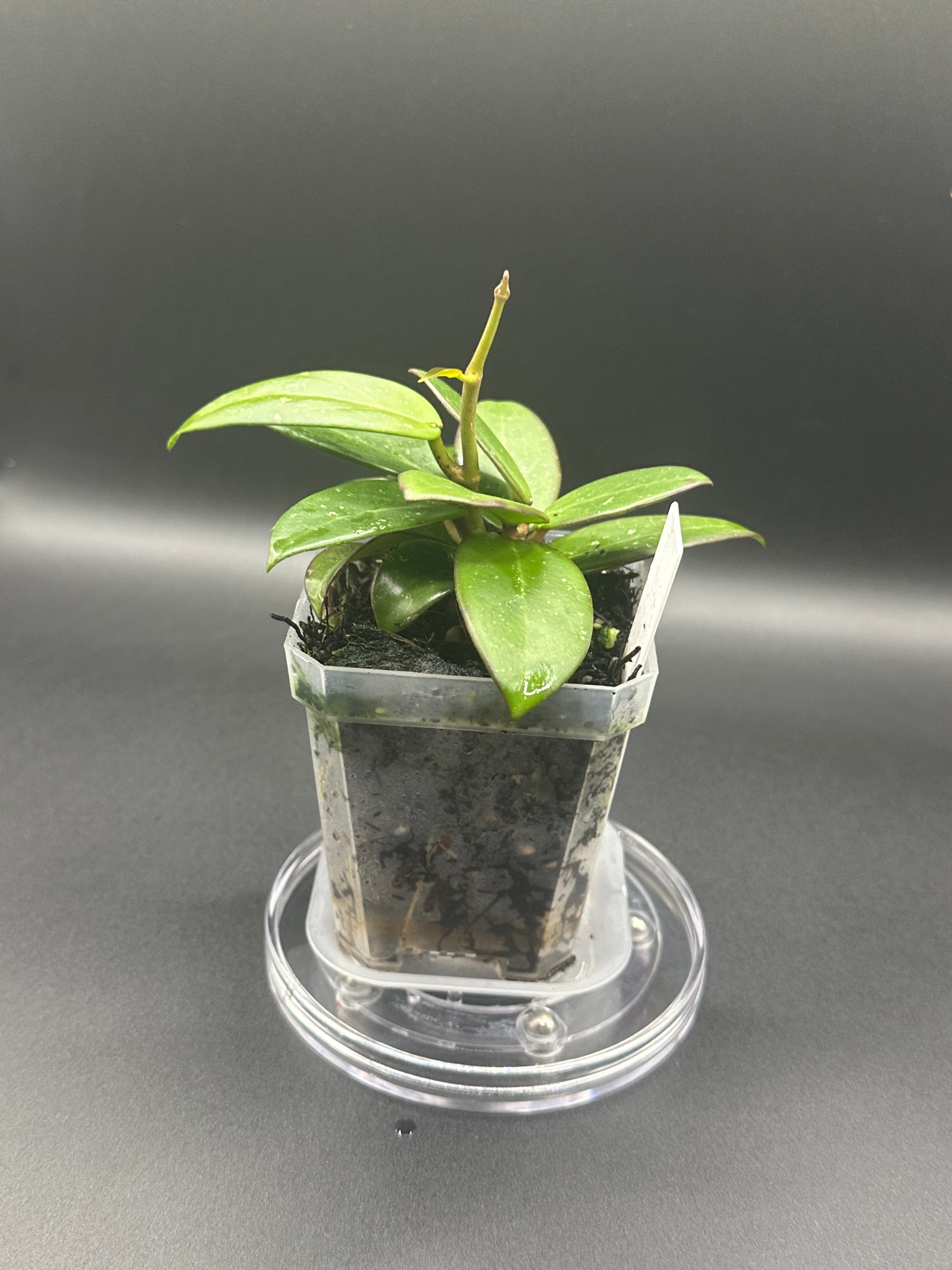 Hoya RHM2545 - 04 (Hoya ‘Stevo’ x unk)