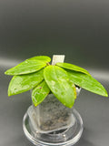Hoya KGD370 - 09 (Hoya ‘Idaho’ x unk)