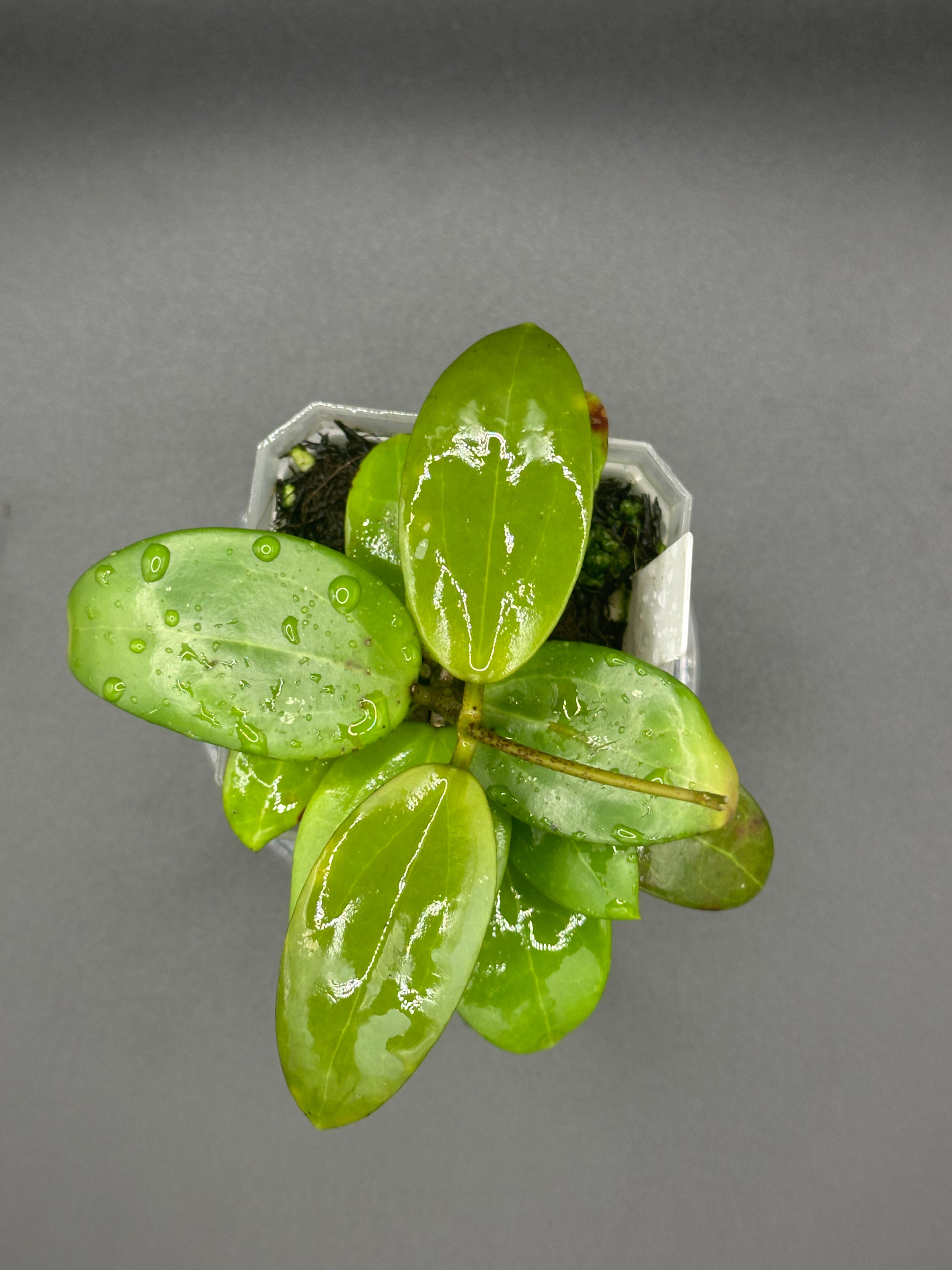 Hoya KGD370 - 08 (Hoya ‘Idaho’ x unk)