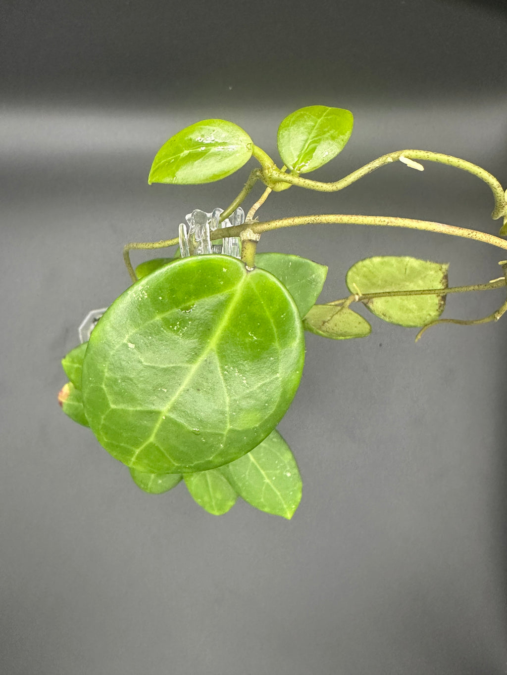 Hoya RHM2529 - 03 (Hoya AH 026 x unk)