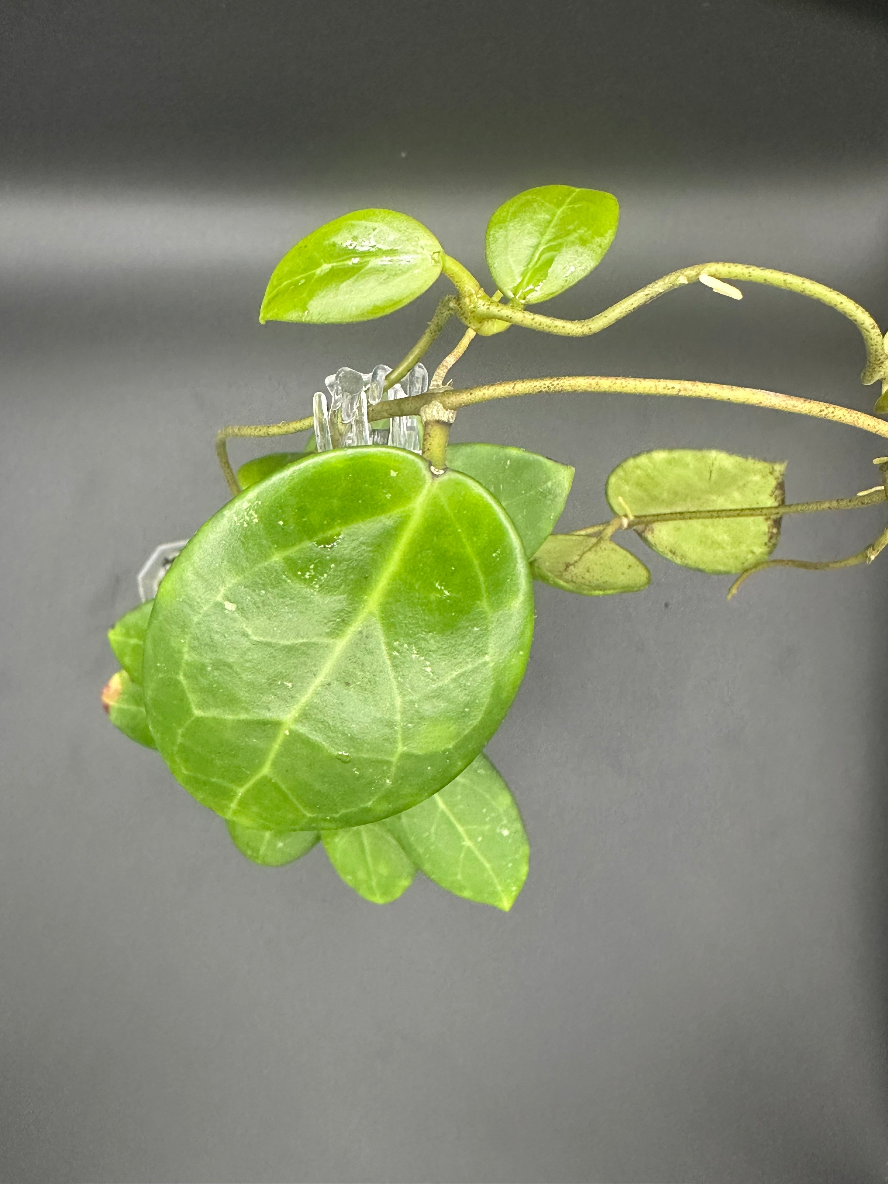 Hoya RHM2529 - 03 (Hoya AH 026 x unk)