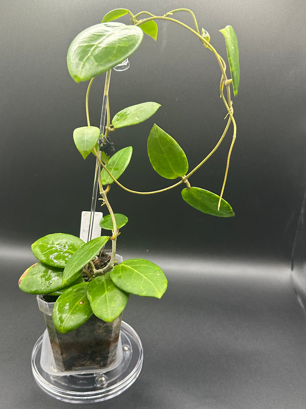 Hoya RHM2529 - 03 (Hoya AH 026 x unk)