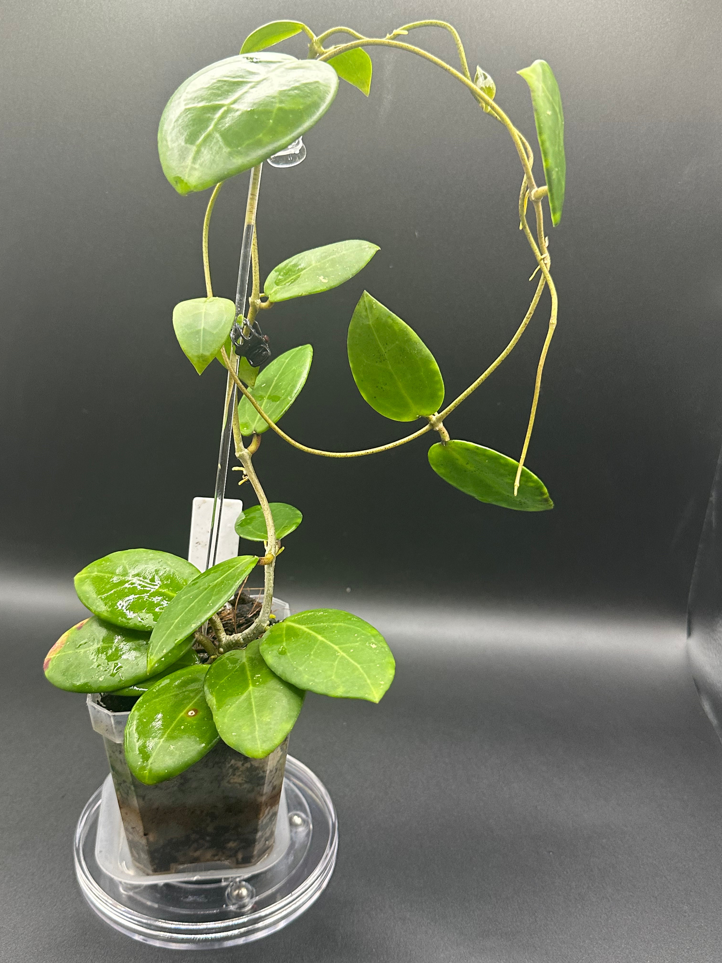 Hoya RHM2529 - 03 (Hoya AH 026 x unk)