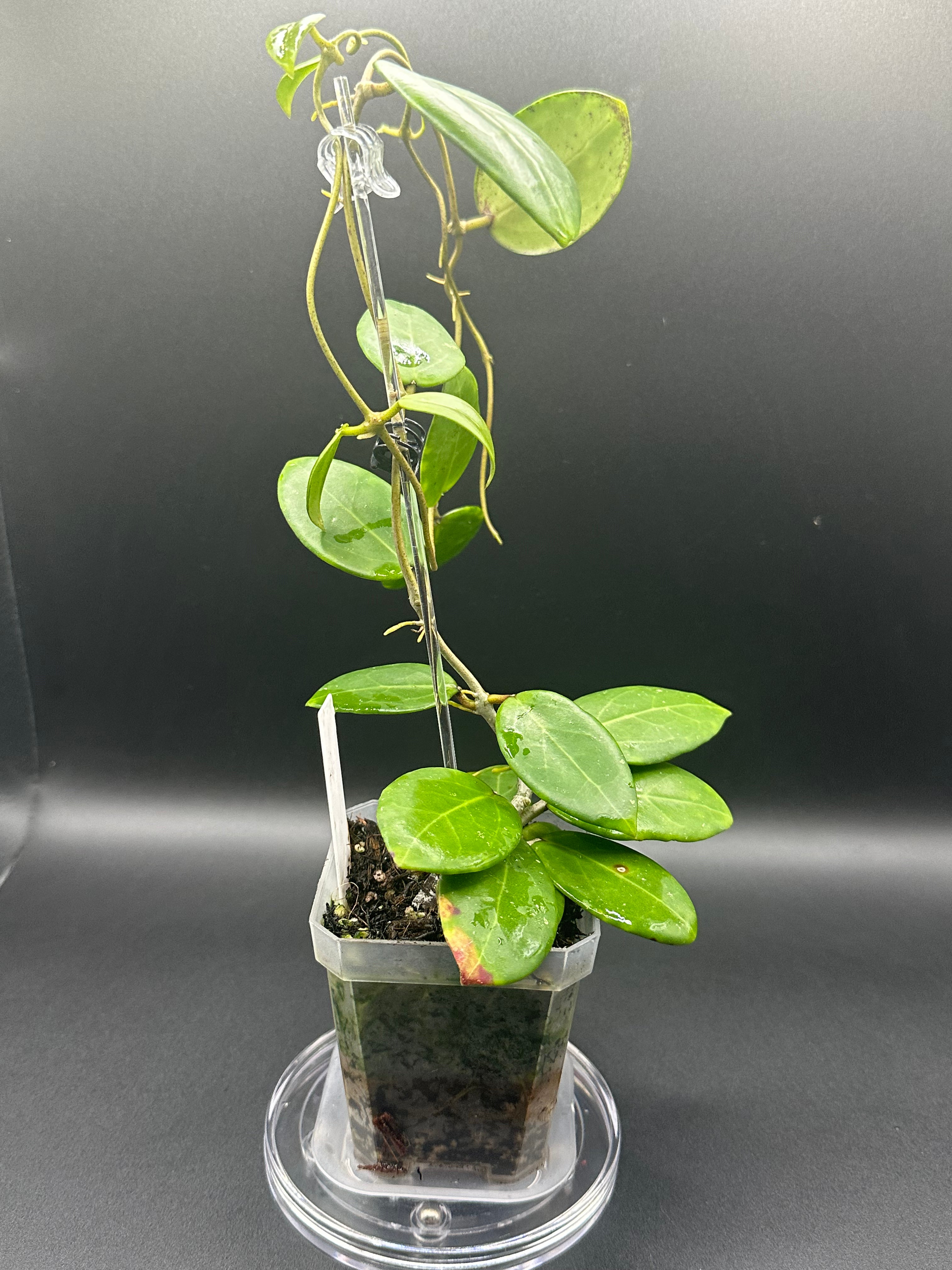 Hoya RHM2529 - 03 (Hoya AH 026 x unk)