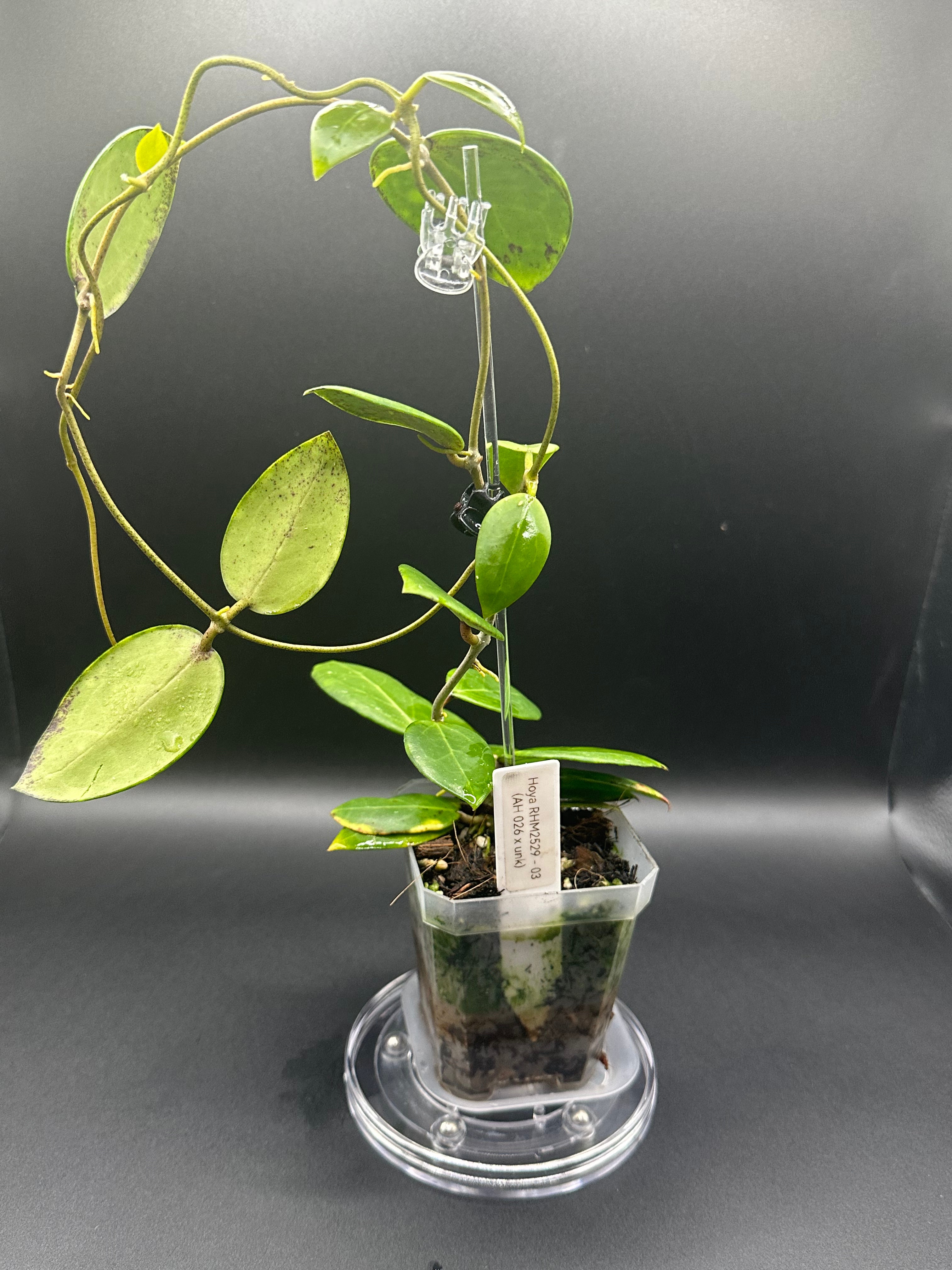 Hoya RHM2529 - 03 (Hoya AH 026 x unk)