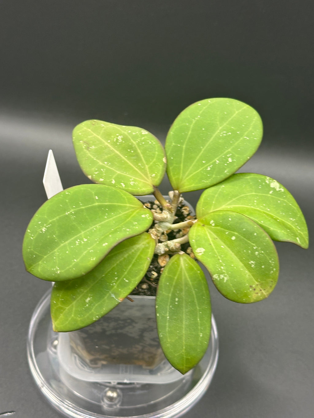 Hoya ‘Emerald Forge’ - 05 (Hoya loyceandrewsiana x Hoya hanhiae)