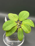 Hoya ‘Emerald Forge’ - 05 (Hoya loyceandrewsiana x Hoya hanhiae)