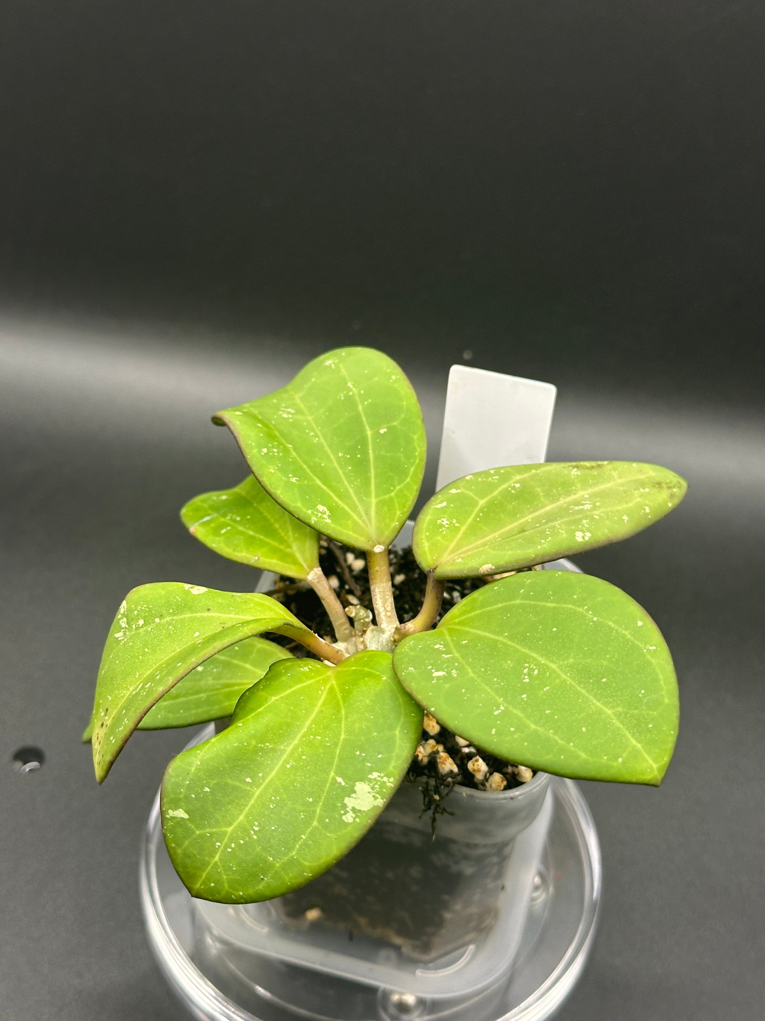 Hoya ‘Emerald Forge’ - 05 (Hoya loyceandrewsiana x Hoya hanhiae)