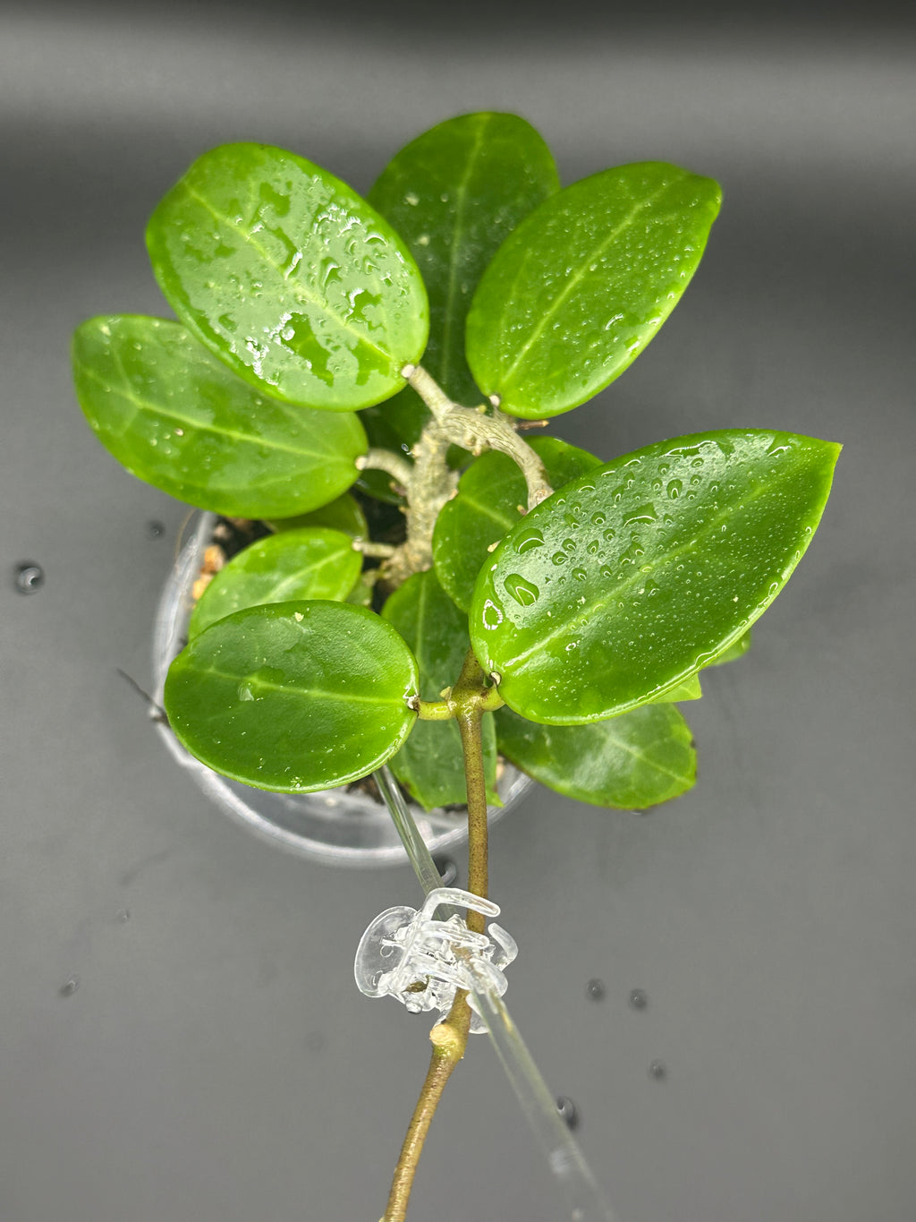 Hoya RHM2523 - 08 (Hoya rigida AH Tuanzy x unk)