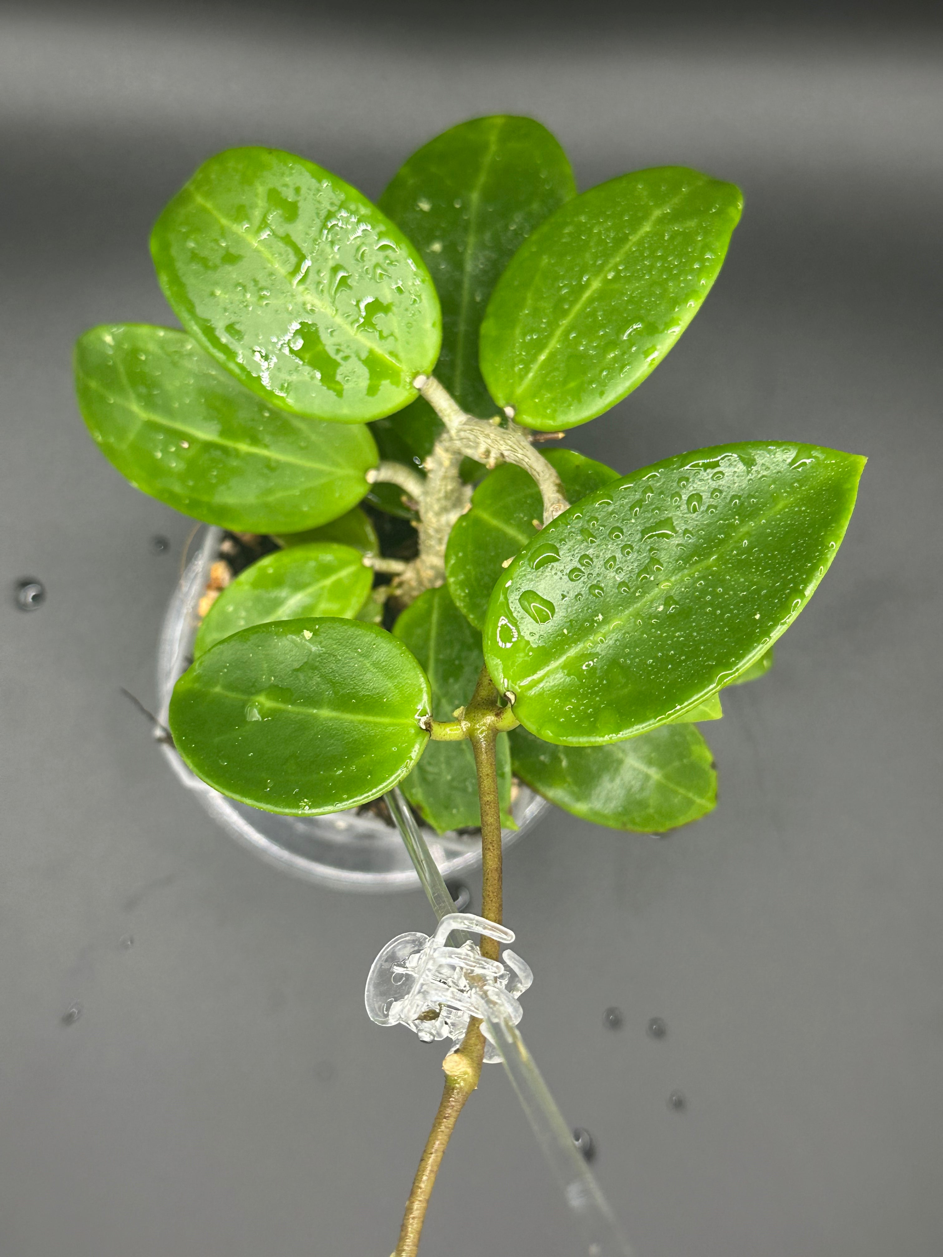 Hoya RHM2523 - 08 (Hoya rigida AH Tuanzy x unk)