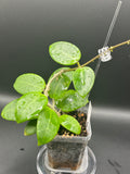 Hoya RHM2523 - 08 (Hoya rigida AH Tuanzy x unk)